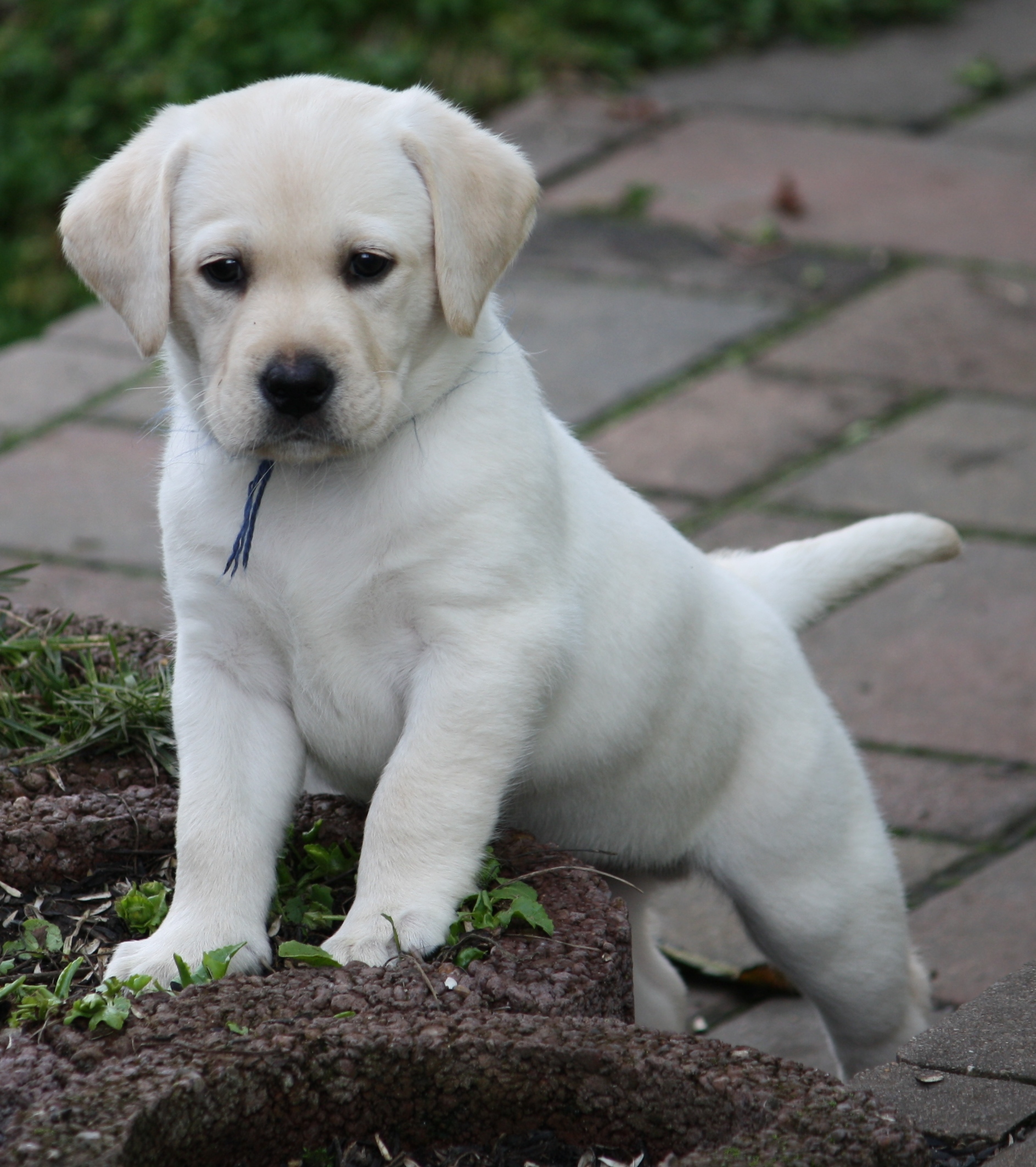 Labrador Welpen Zu Verkaufen