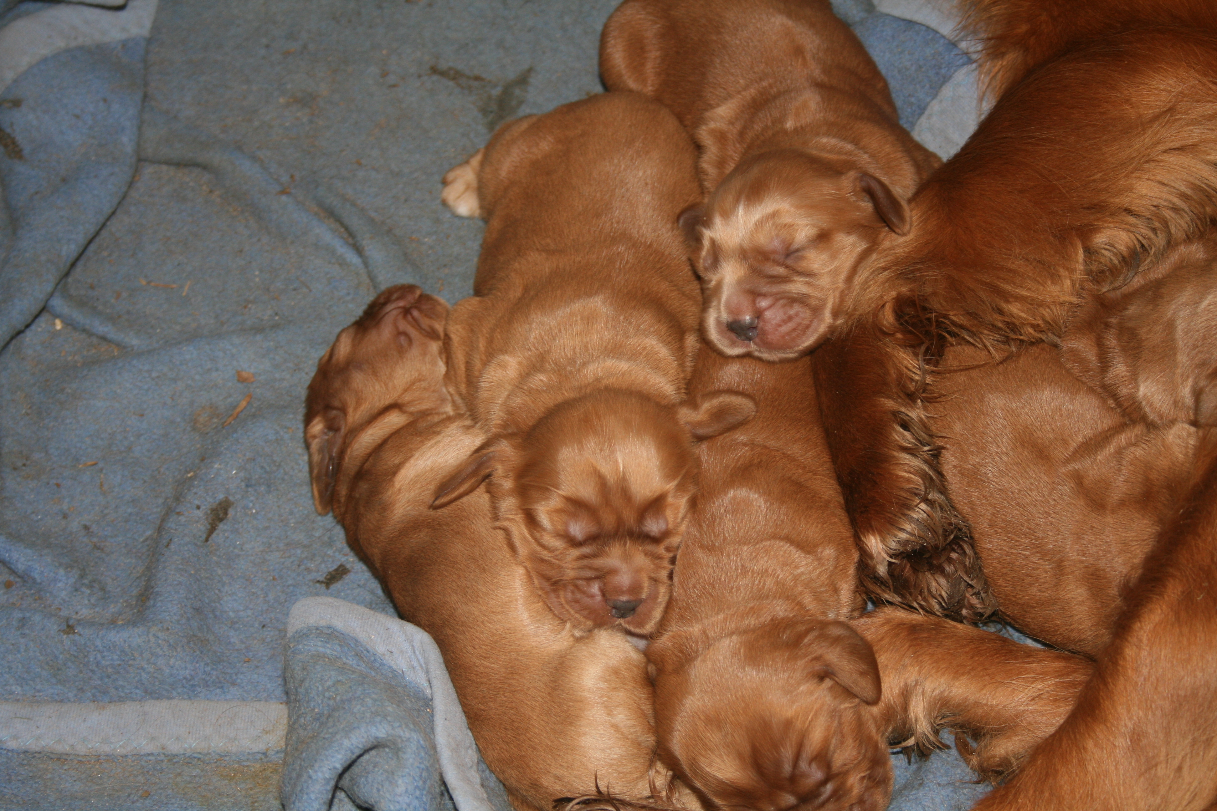 Tiere Kleinanzeigen in Eimke Seite 8