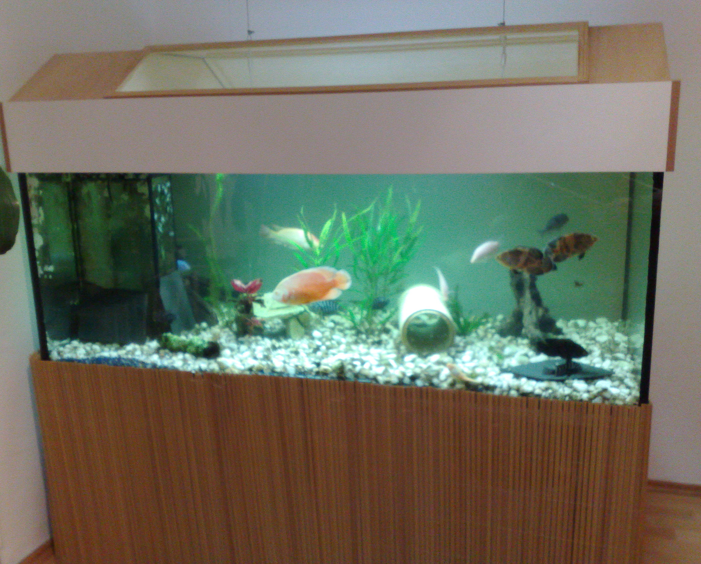 Sehr schönes Aquarium zu verkaufen 160cm 80cm 60cm in Burg Stargard