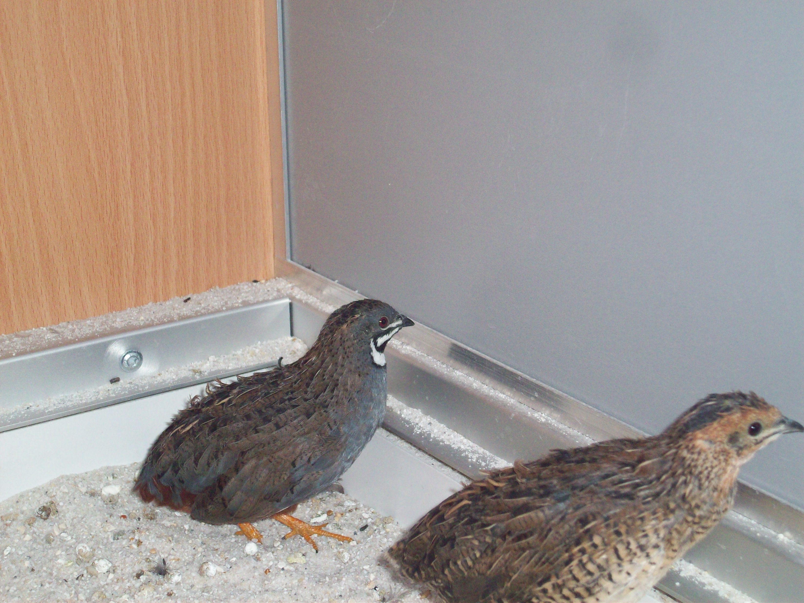 Chinesische Zwergwachteln Coturnix chinensis chinensis in Weidhausen