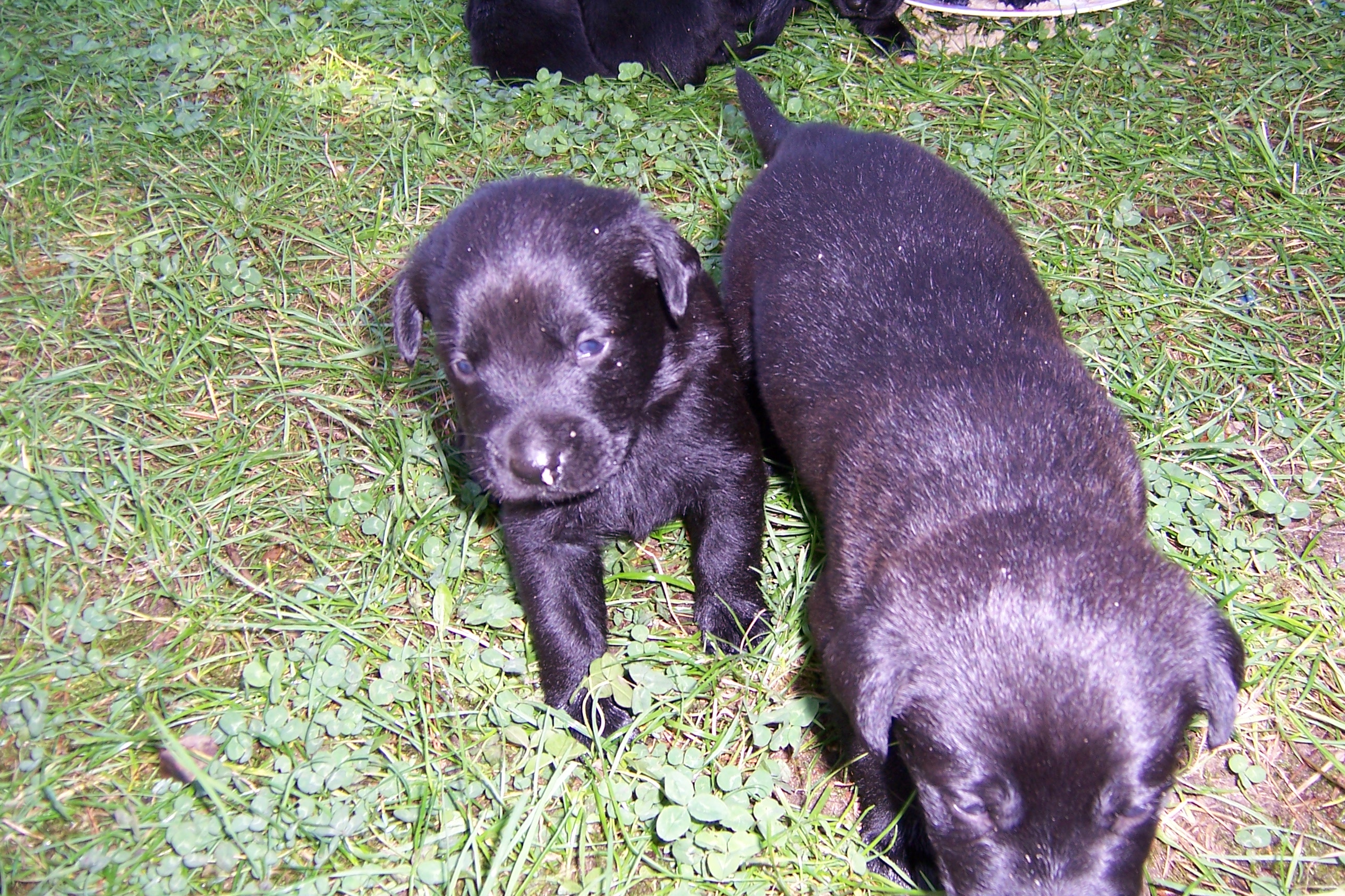 Süße Labrador Welpen Zu Verkaufen In Wandlitz | Tiere | Kleinanzeigen