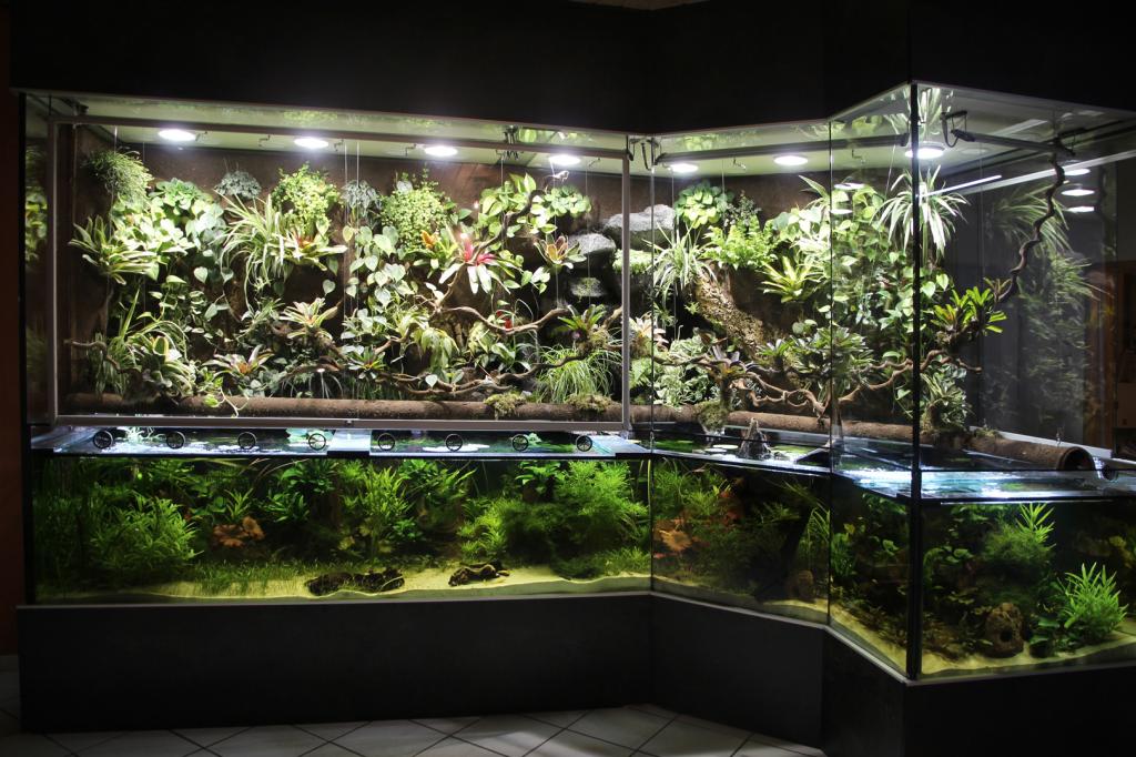 Aquaterrarium Paludarium für Krokodilschwanzechsen Rotaugen