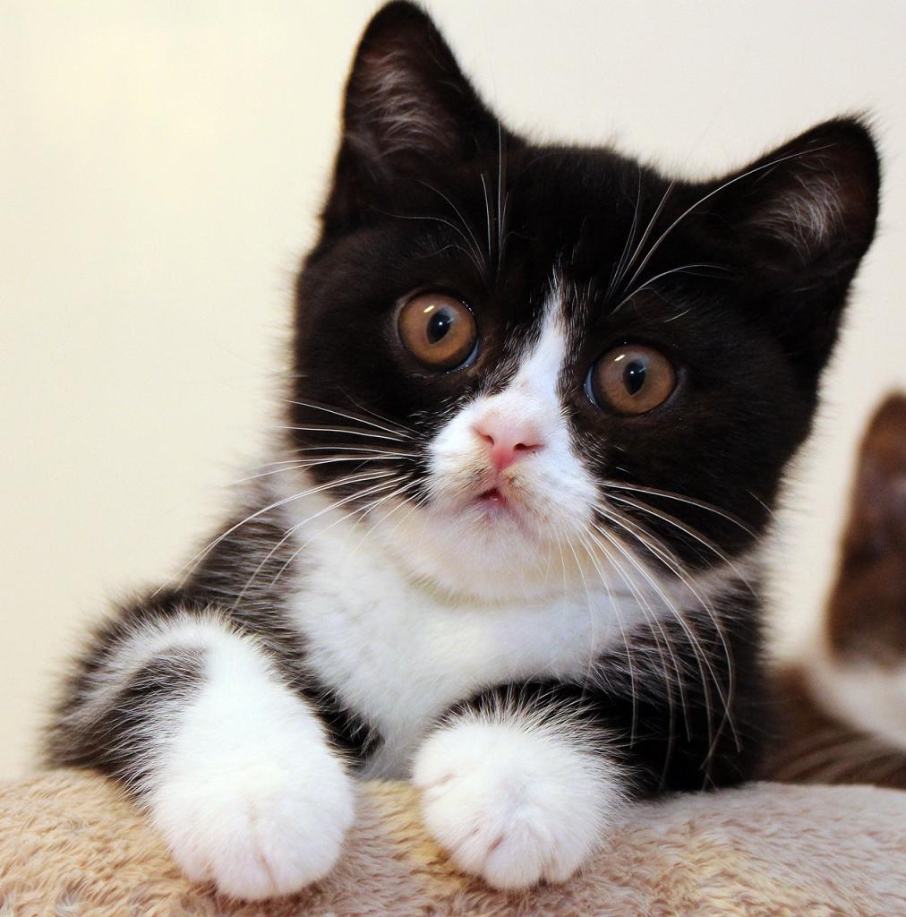 BKH Kitten Kater Katze Monate alt mit Stammbaum in Wanzleben Börde