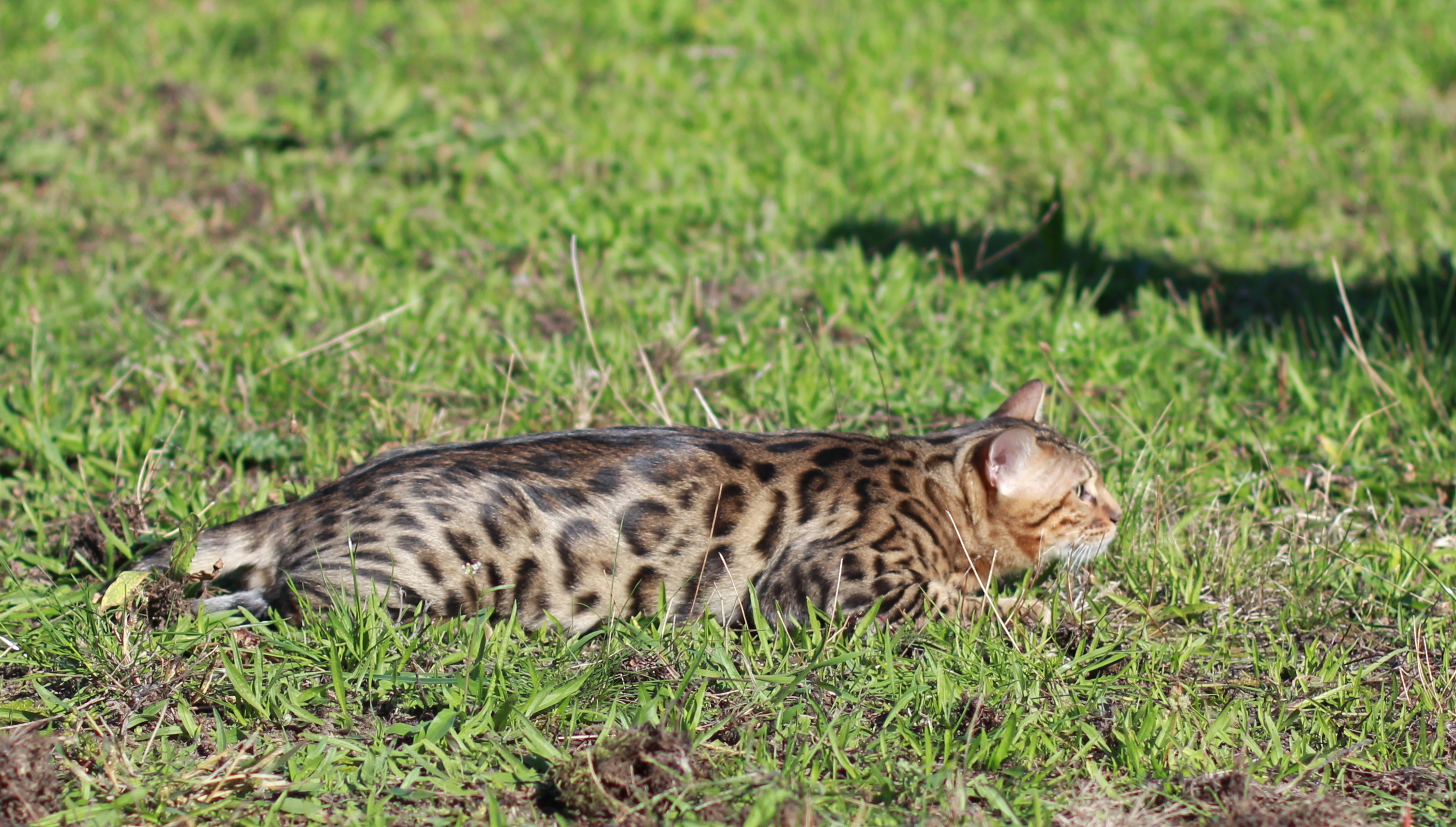 Bengalkatzen Bengalkatze Bengalkitten in Berlin | Tiere | Kleinanzeigen