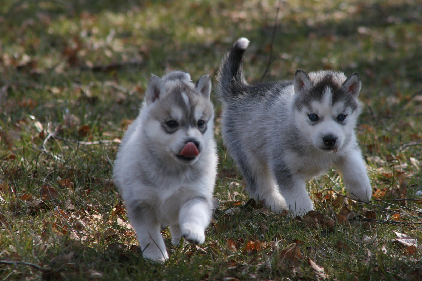 Siberian Husky Welpe Kostenlos Monate Sucht Neues Zu Hause Ein In ...