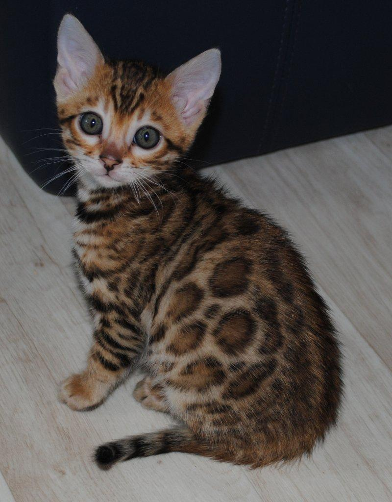 Atemberaubende Bengal Kitten in Reifenberg | Tiere | Kleinanzeigen