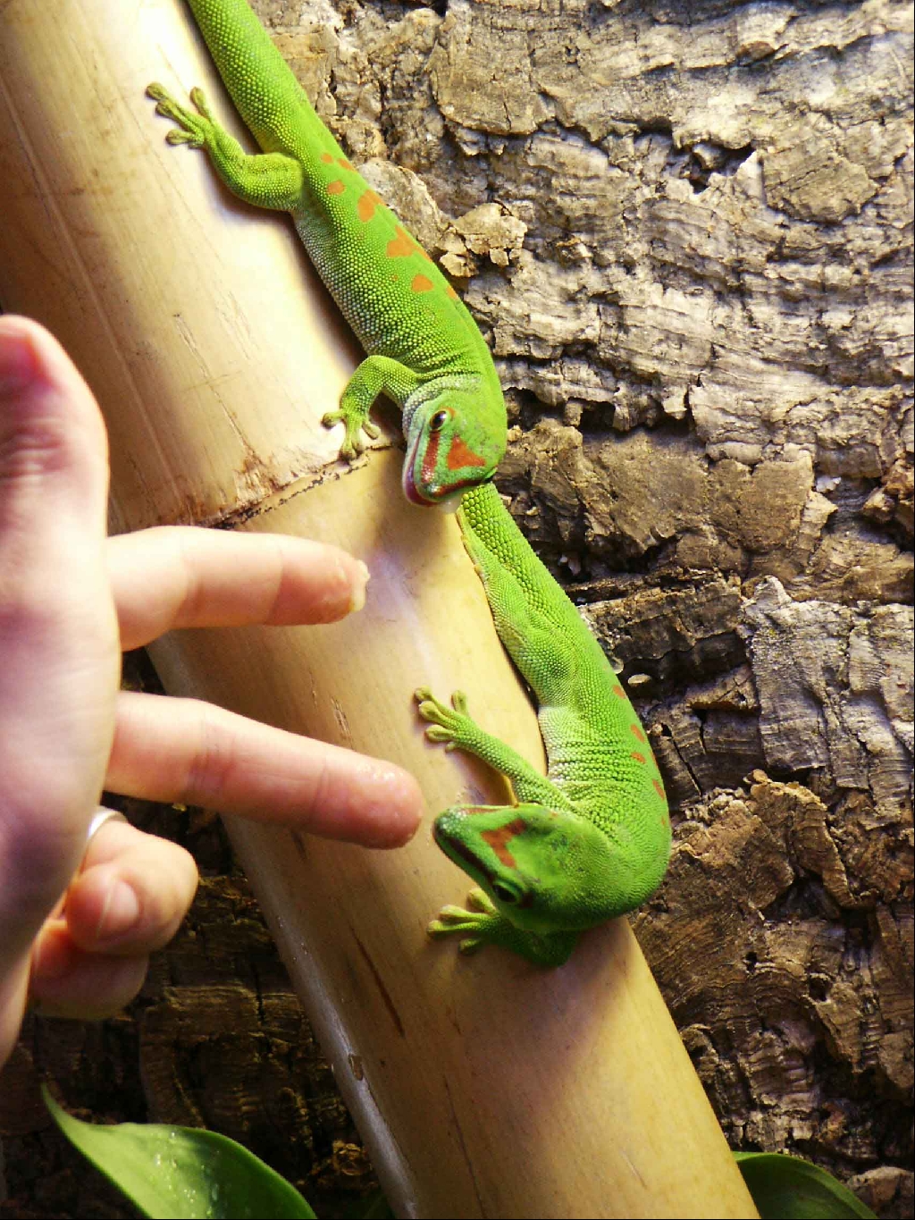 Zuchtpaar Großer Madagaskar Taggecko Phelsuma madagascariensis grandis