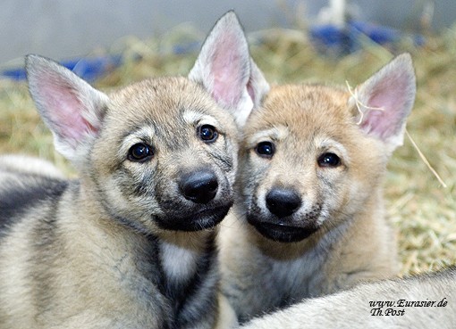 Tschechoslowakischer Wolfshund Welpen In Steinfurt Tiere Kleinanzeigen