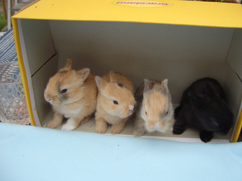 Wochen alte Kaninchenbabys abzugeben in Tiere Kleinanzeigen