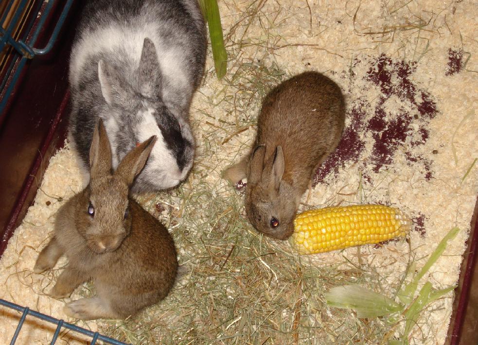 Hasen, Kaninchen Kleinanzeigen