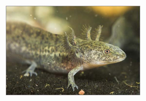 Axolotl in Gold und Wildfarbend abzugeben in Peine | Tiere | Kleinanzeigen