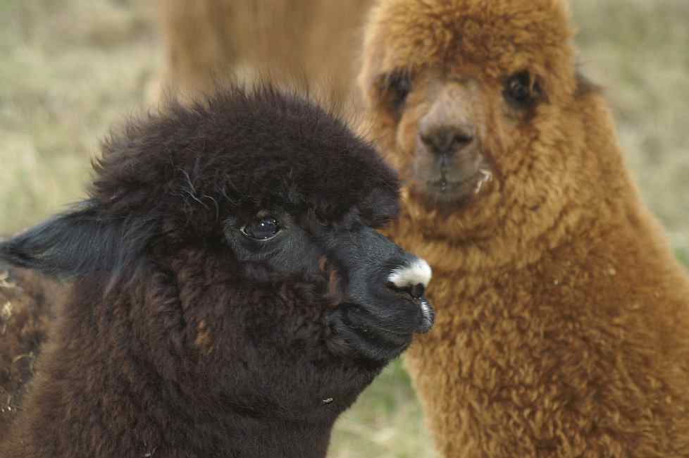 Alpaka und Alpakas in Südharz | Tiere | Kleinanzeigen