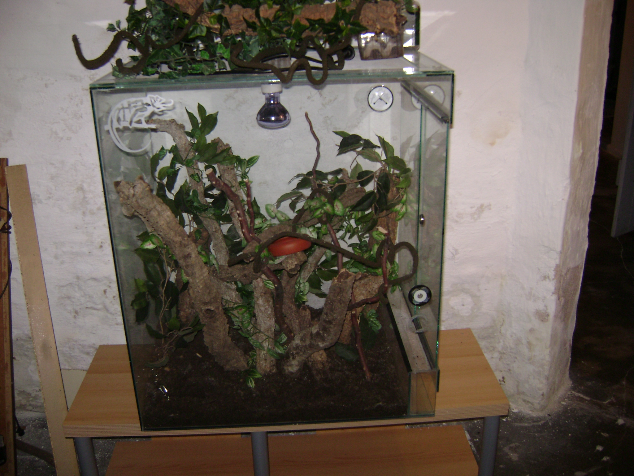 Chamäleon Terrarium in Duingen | Tiere | Kleinanzeigen