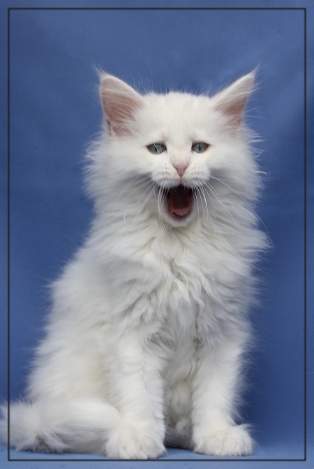 Weißes Maine Coon Baby Mit Blauen Augen In Kirchhundem