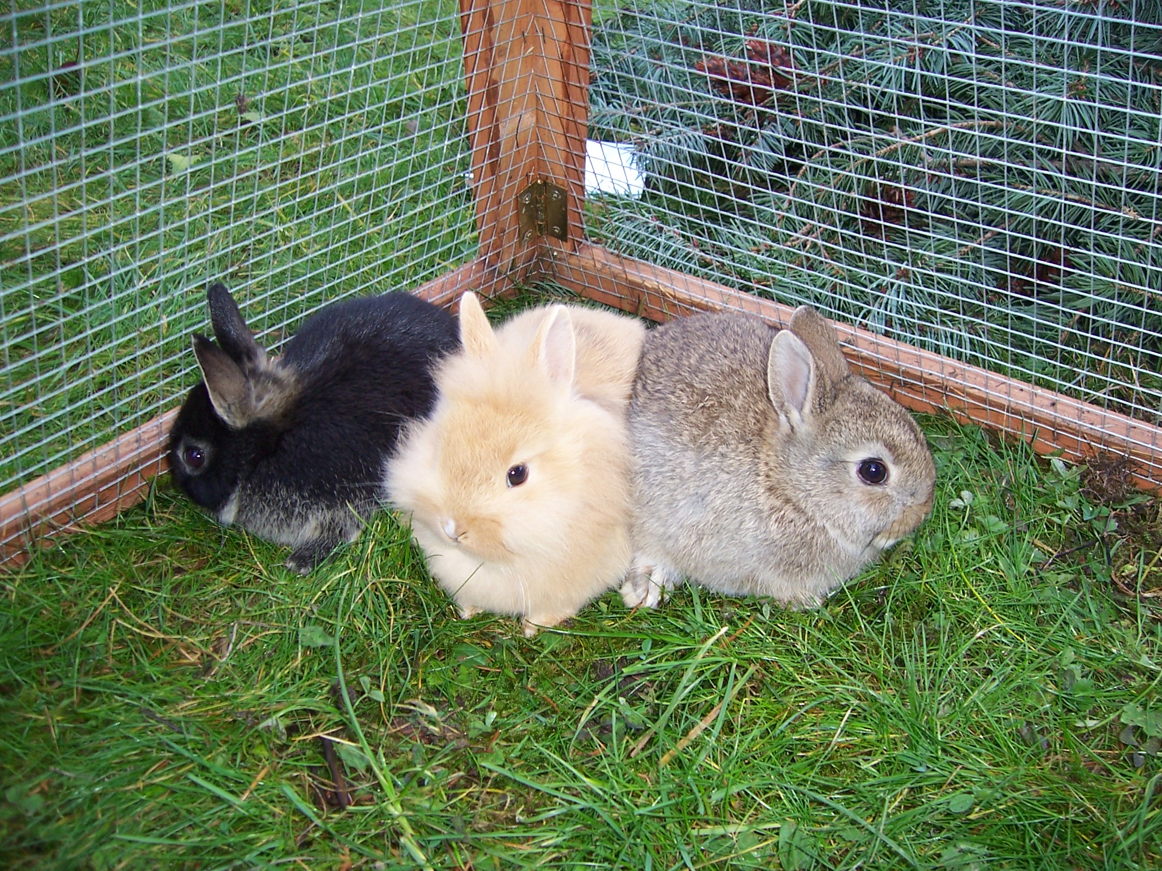 Schönes Löwenköpfchen Kaninchen weibl in Friedberg | Tiere | Kleinanzeigen