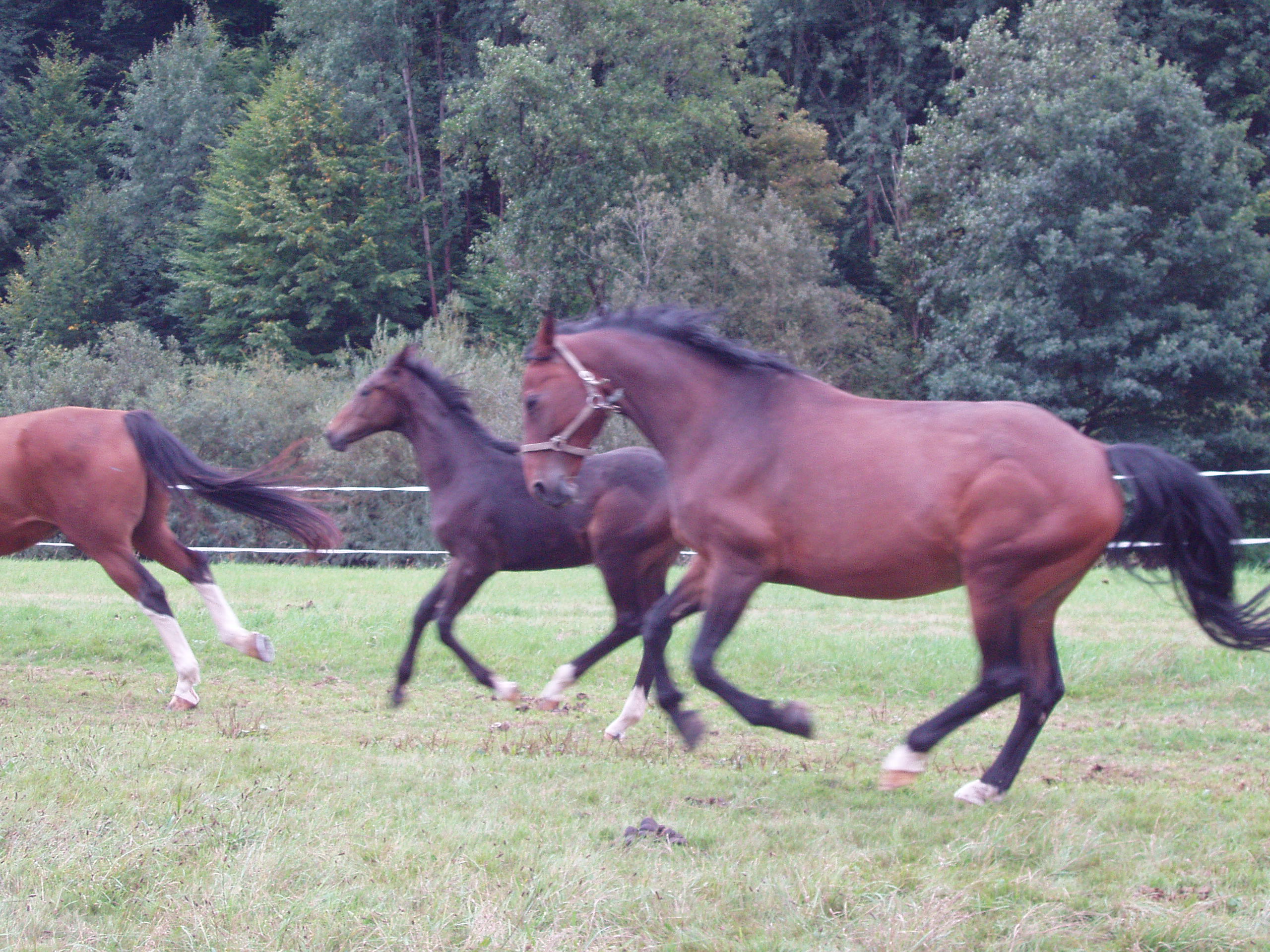 Biete RB In 97782 Gräfendorf Unterfranken In Gräfendorf | Tiere ...