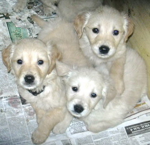 Süsse Golden Retriever Welpen zu verkaufen in Vierkirchen - 348092