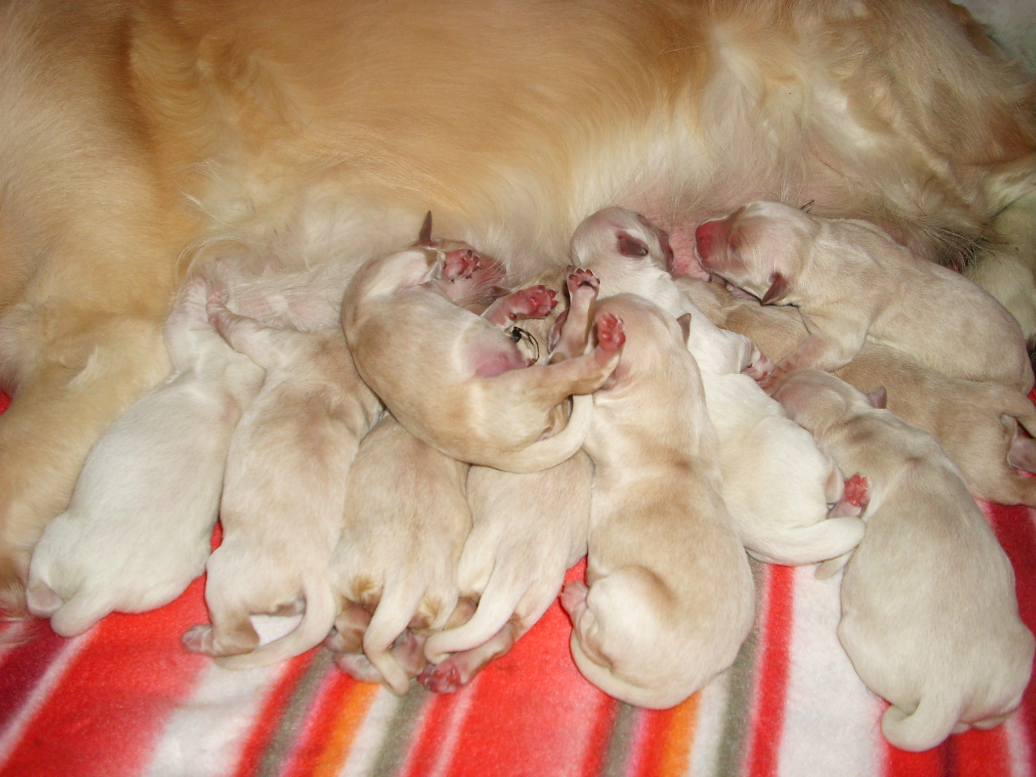 Golden Retriever Zuchter In Deutschland