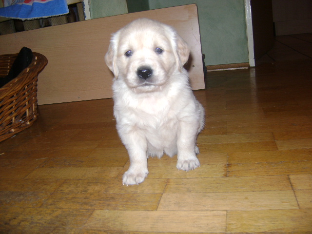 Golden Retriever Welpen zu verkaufen in Meschede - 354262