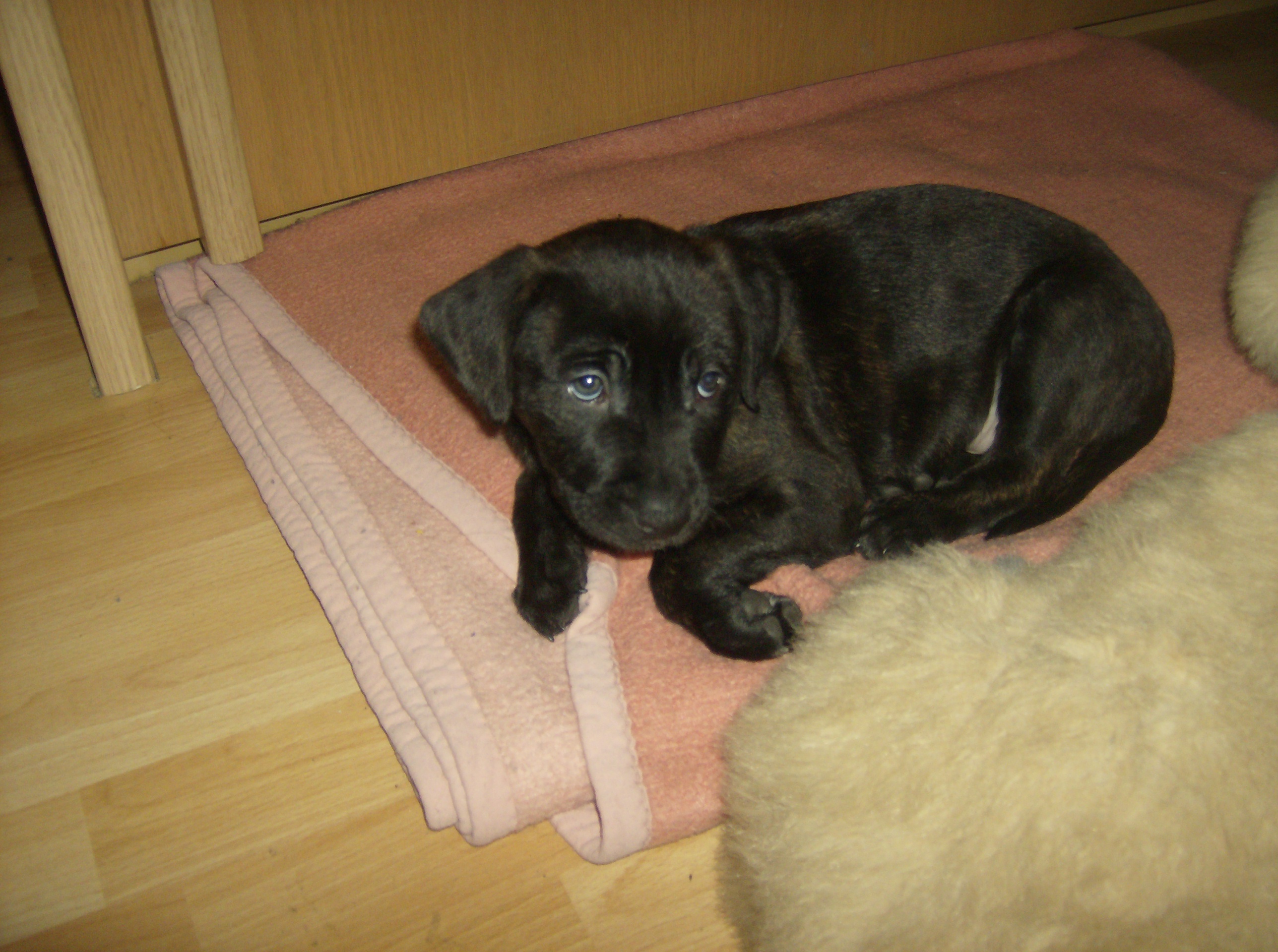 Labrador Mix Welpe In Nordrhein Westfalen Bruhl Labrador Und Labradorwelpen Kaufen Ebay Kleinanzeigen