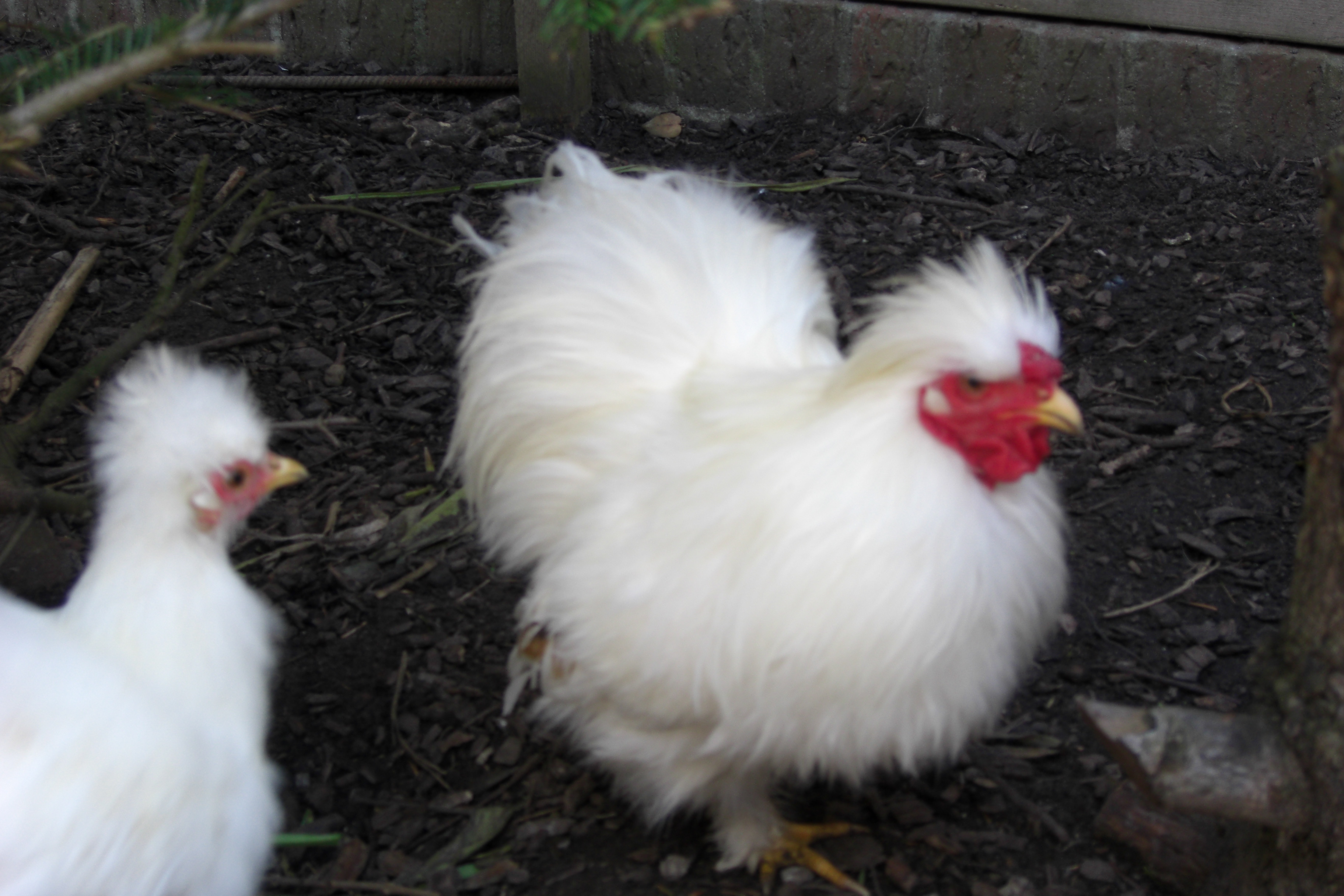 Tiere Kleinanzeigen Loxstedt Anzeigenmarkt Loxstedt - Seite 3