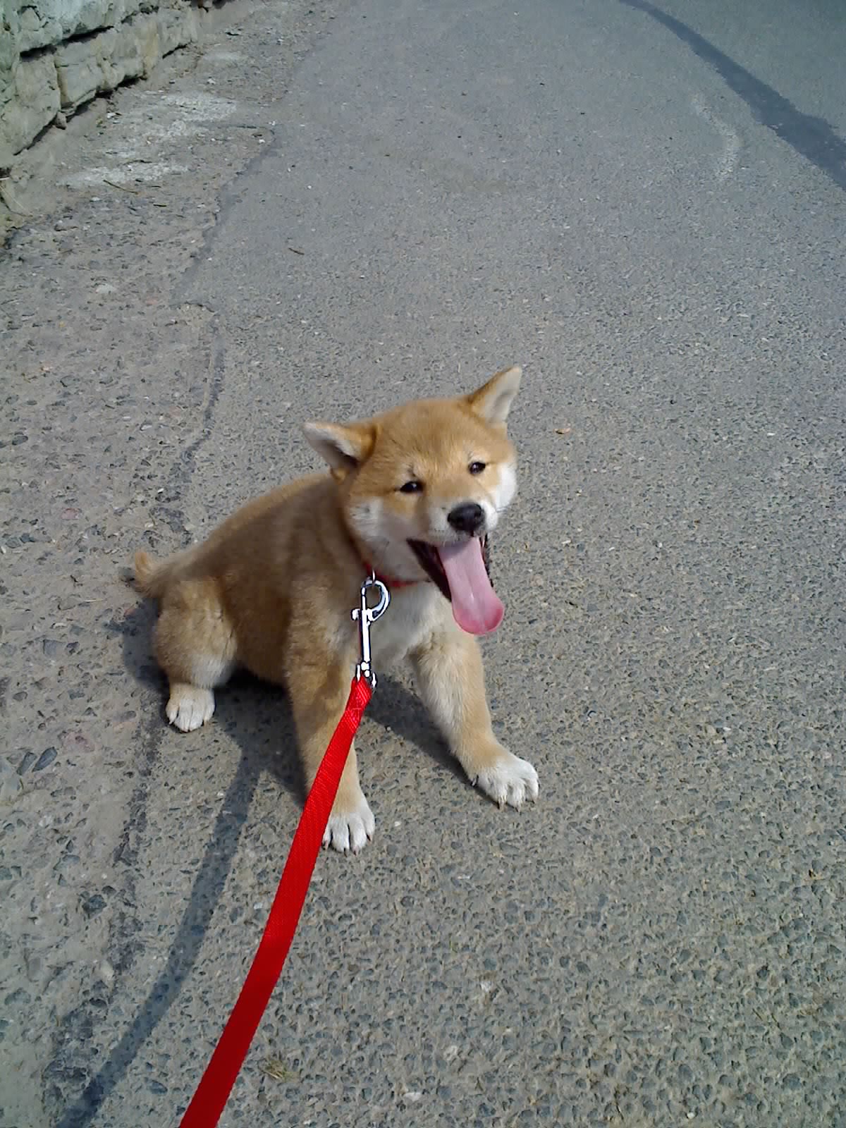 Zuckersüsse Shiba Inu Welpen In Gera Tiere Kleinanzeigen