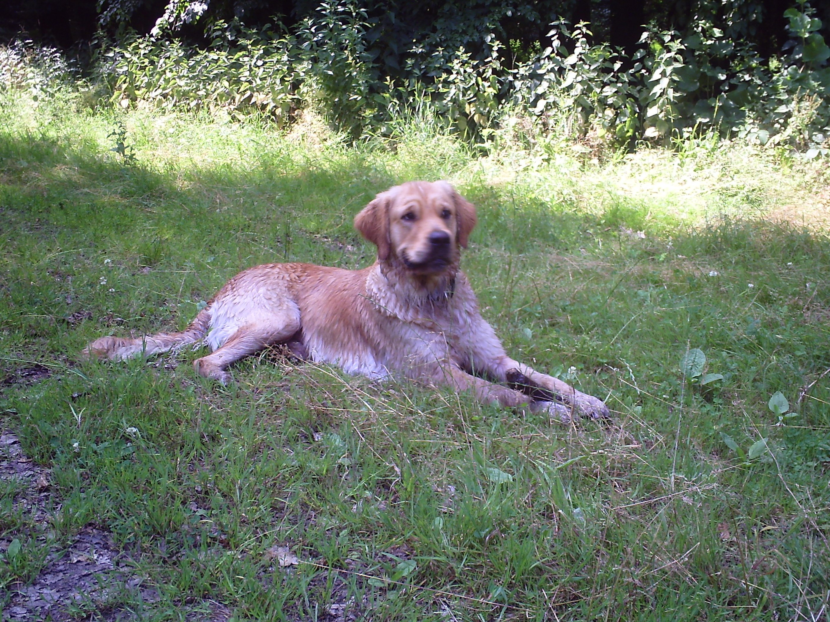 hübscher Golden Retriever Rüde sucht neues liebevolles Zuhause in ... - 395314