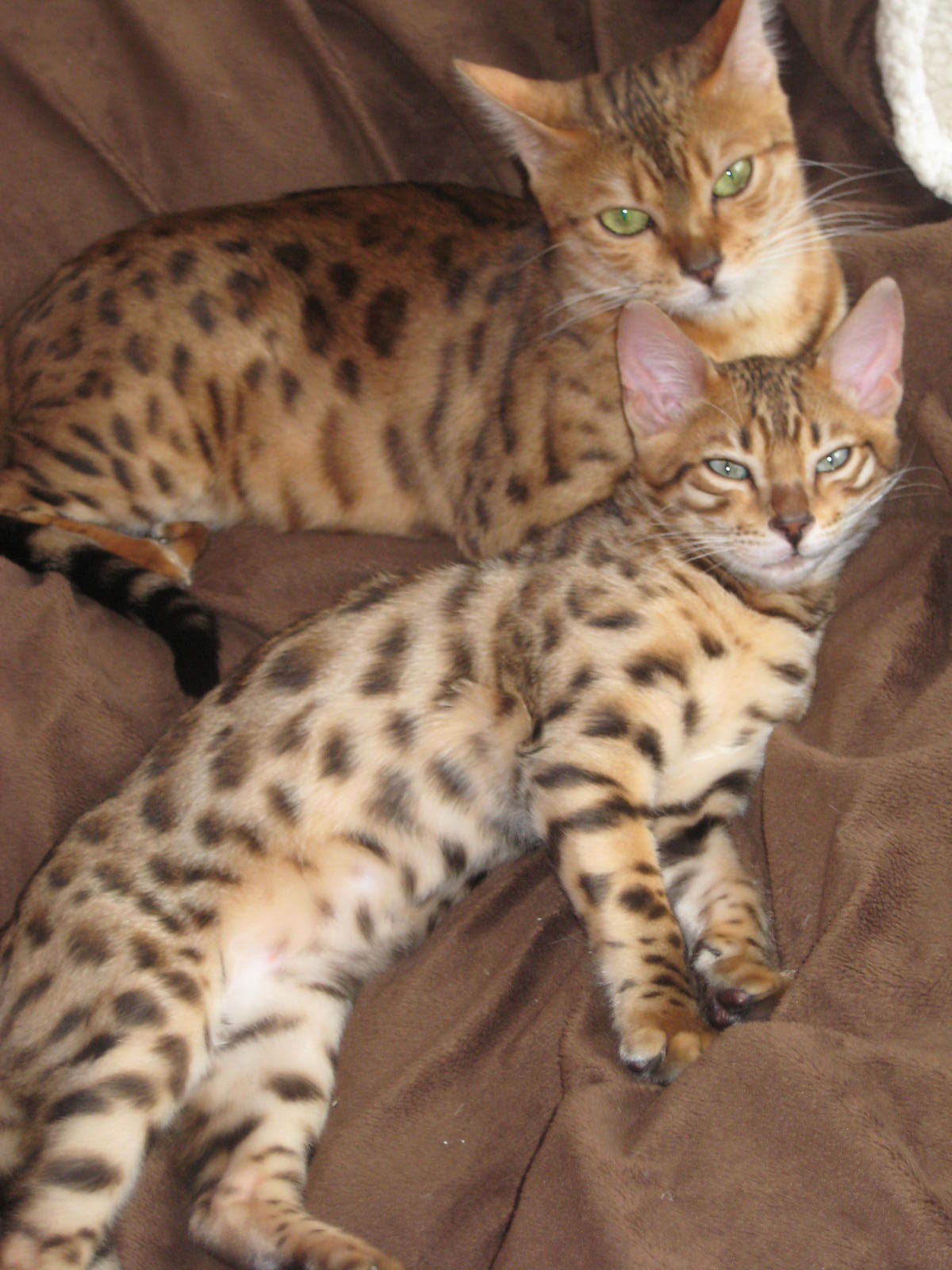 Reinrassige Bengalkatze mit eigenem Kitten Kater suchen neues zuhause