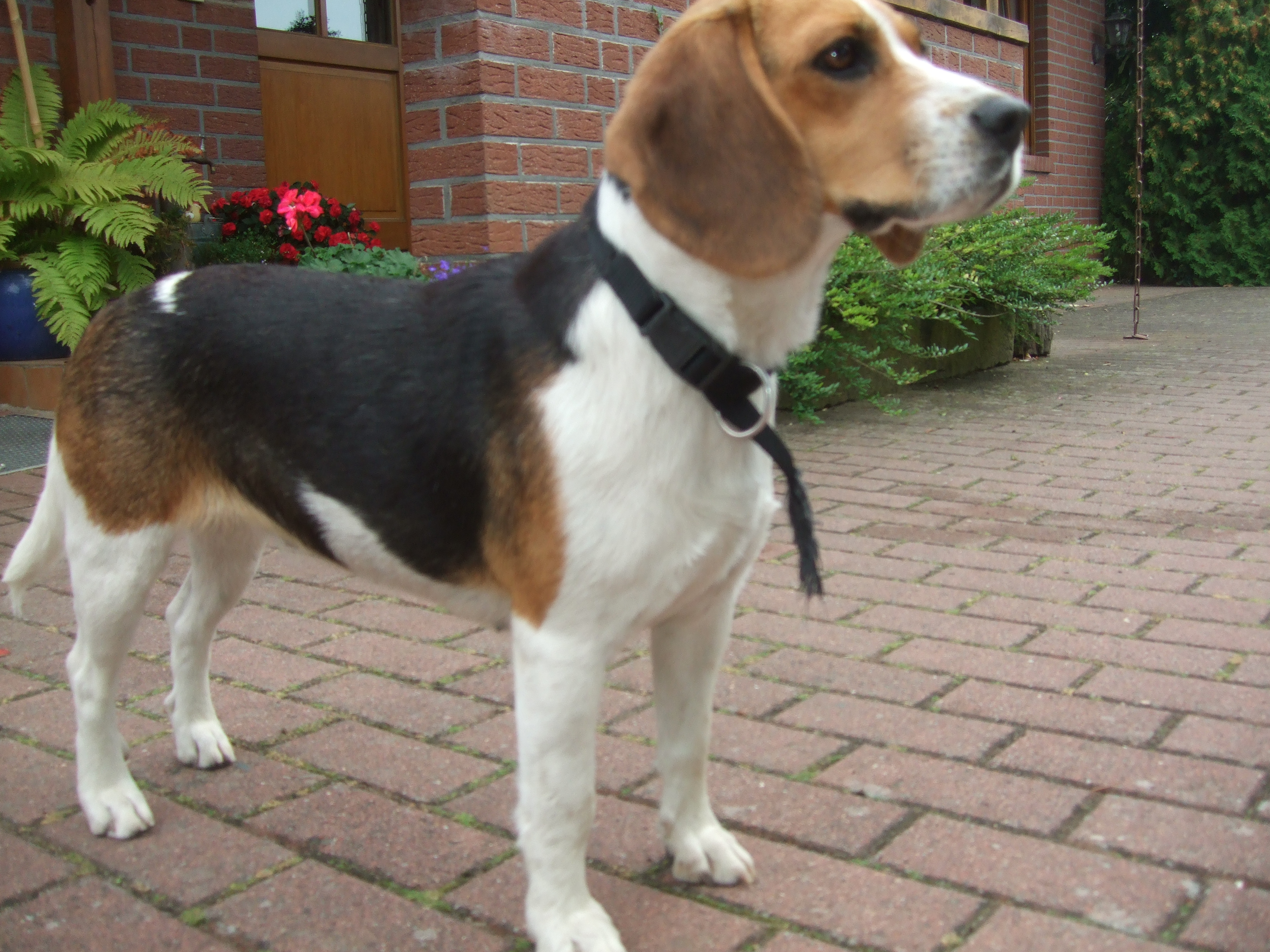 63+ Tricolor Beagle Photo - Codepromos