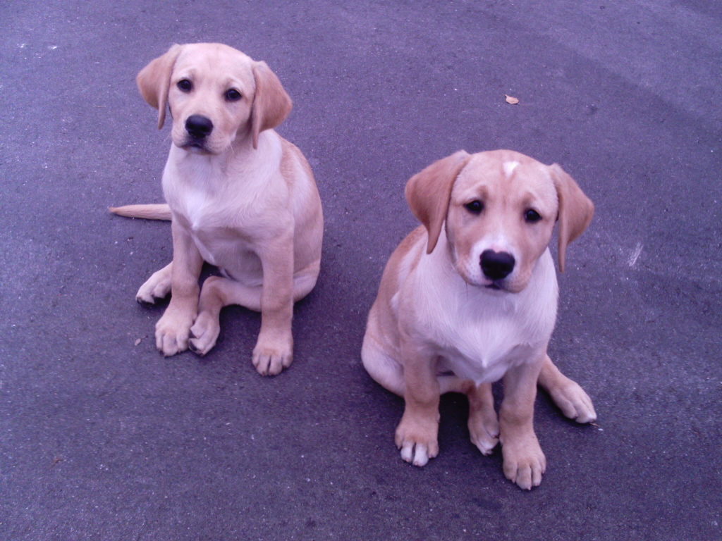 Labrador Welpen 12 Wochen Alt Weibchen In Liebevolle Hände Abzugeben In ...