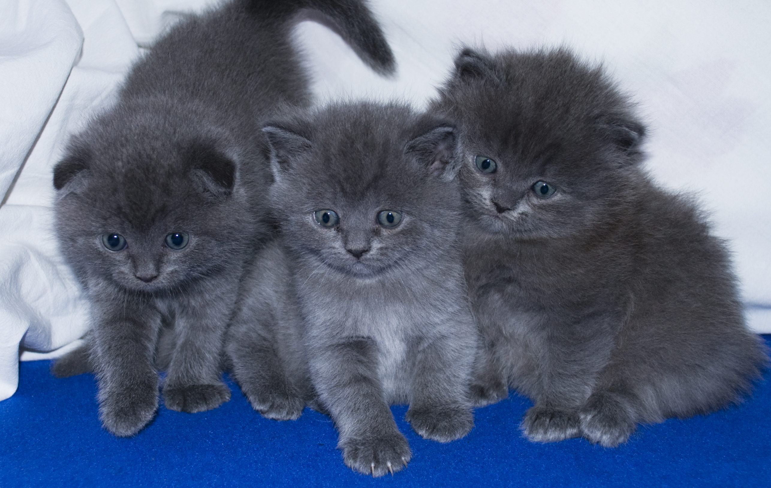 Scottish Fold Straight Bkh In München Tiere Kleinanzeigen