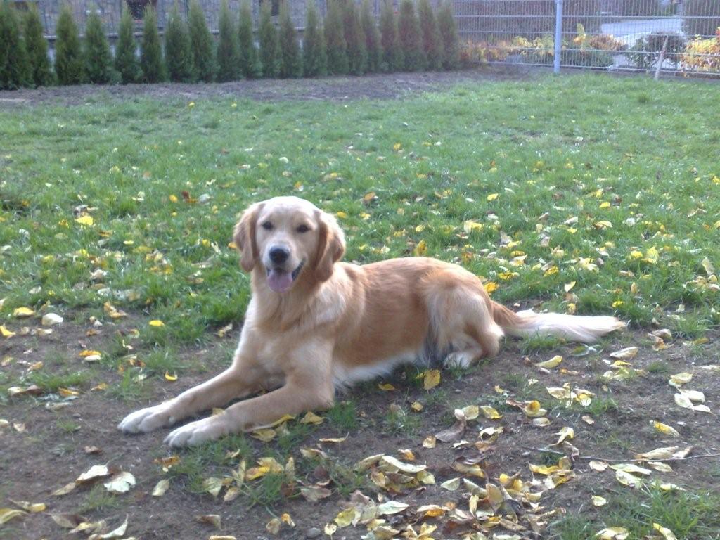 golden retriever hündin jahre in unterweißbach - 422409