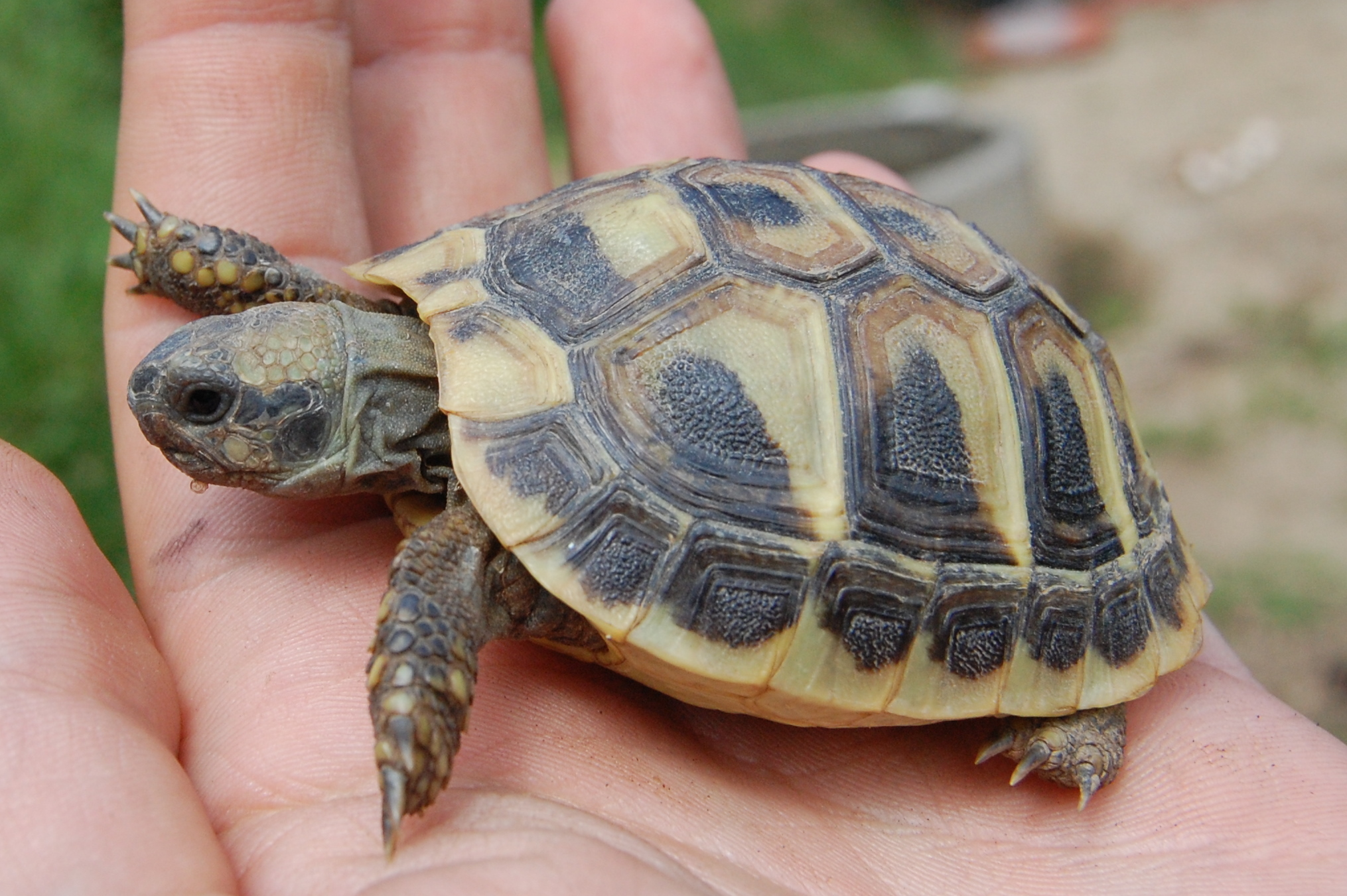 Griechische Landschildkröten abzugeben in Landshut | Tiere | Kleinanzeigen