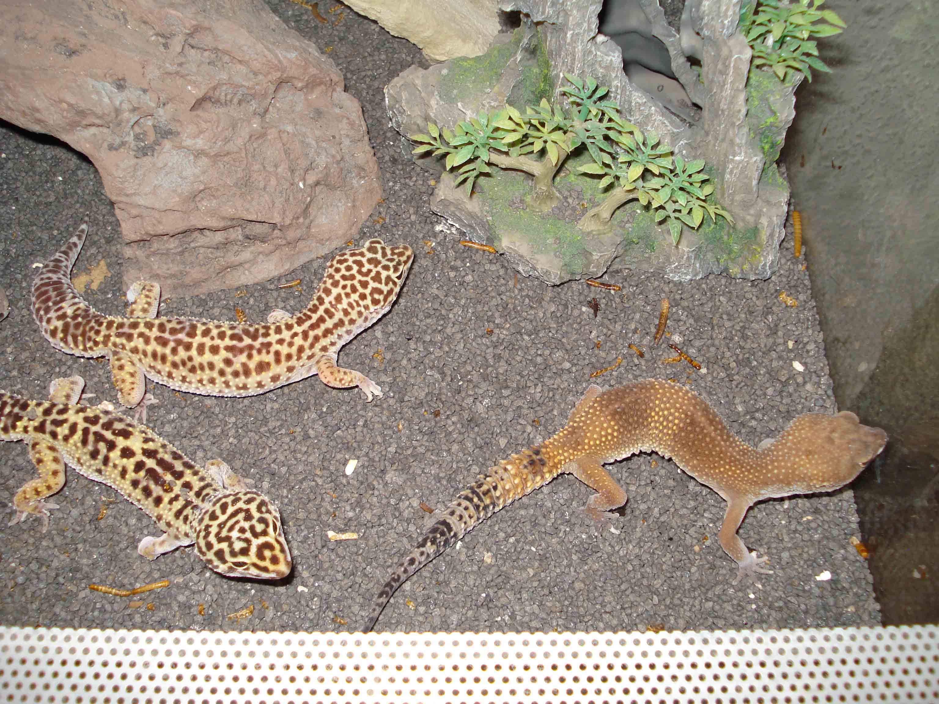 Leopardgecko weibchen inkl Terrarium und Zubehör in ...