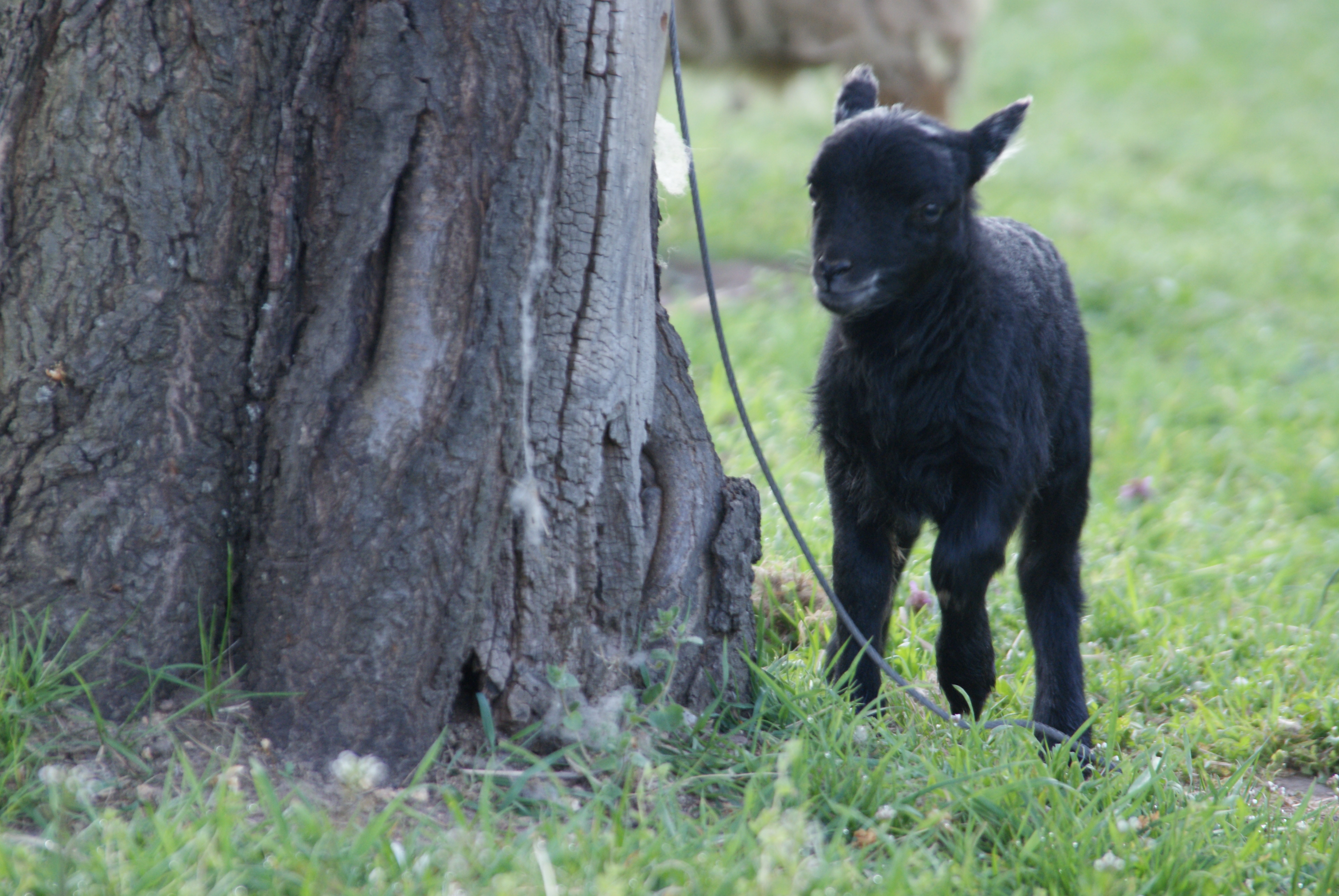 Quessant Bock Lamm Zwergschaf Raum Sachsen In Meissen Tiere Kleinanzeigen