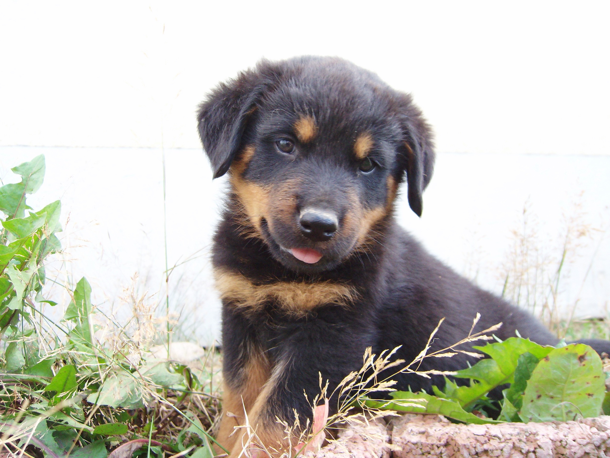 Rottweiler Welpen in weilmünster | Tiere | Kleinanzeigen