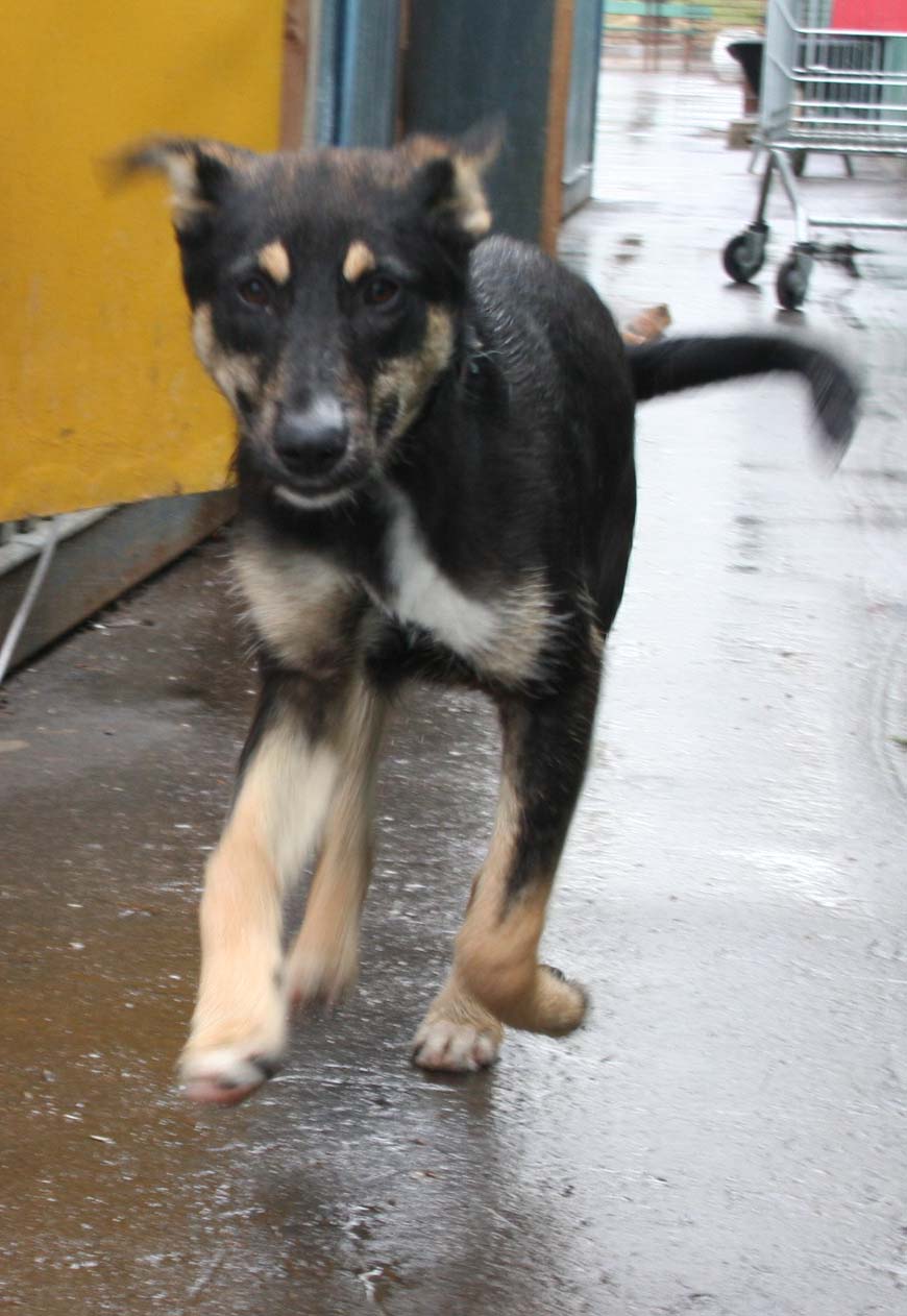 Terrier Ost Russischer Schaferhund 10 Monate In Koln Tiere Kleinanzeigen