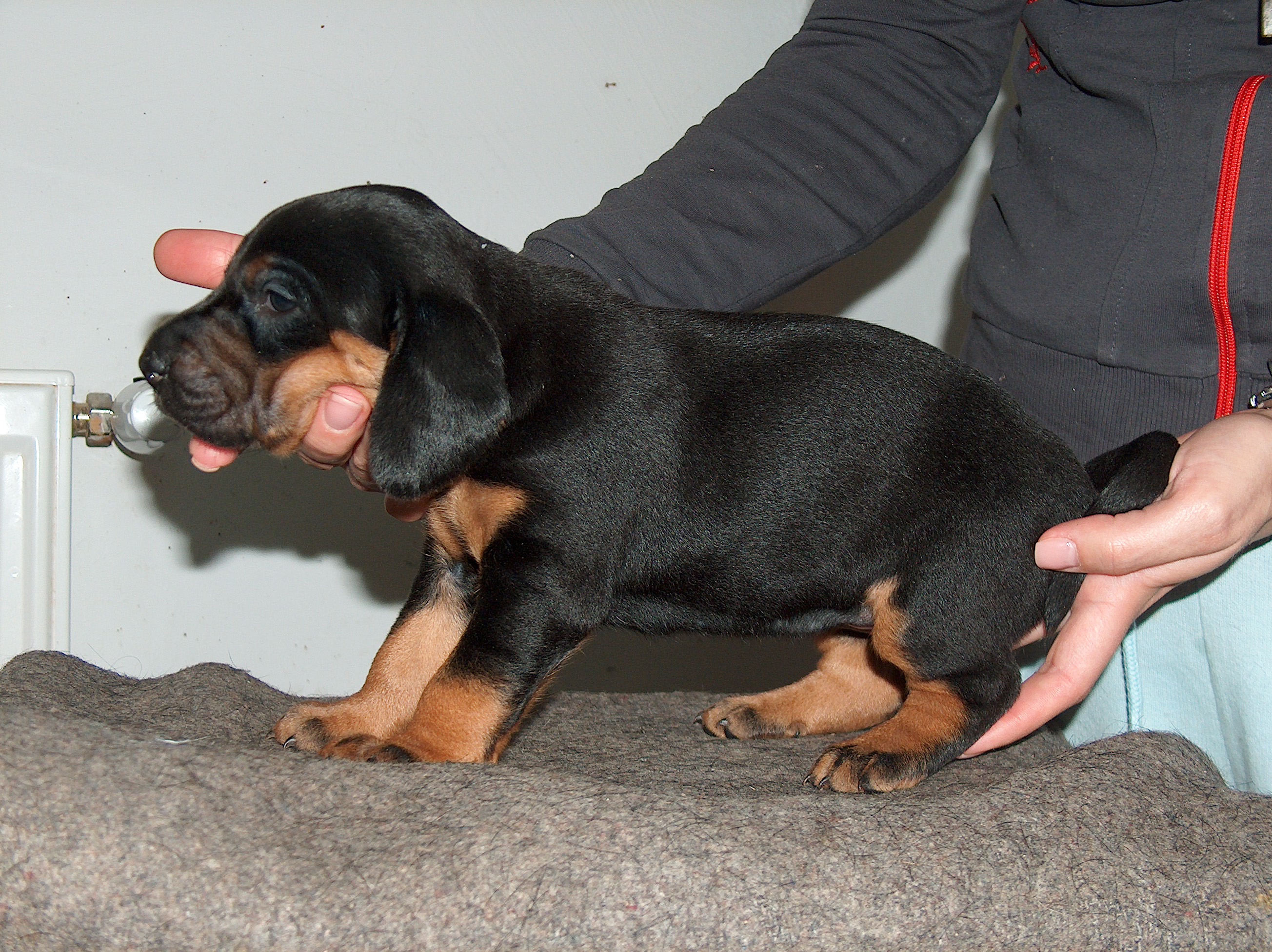 polnische Jagdhunde Polski Gonczy in Lorch Tiere Kleinanzeigen