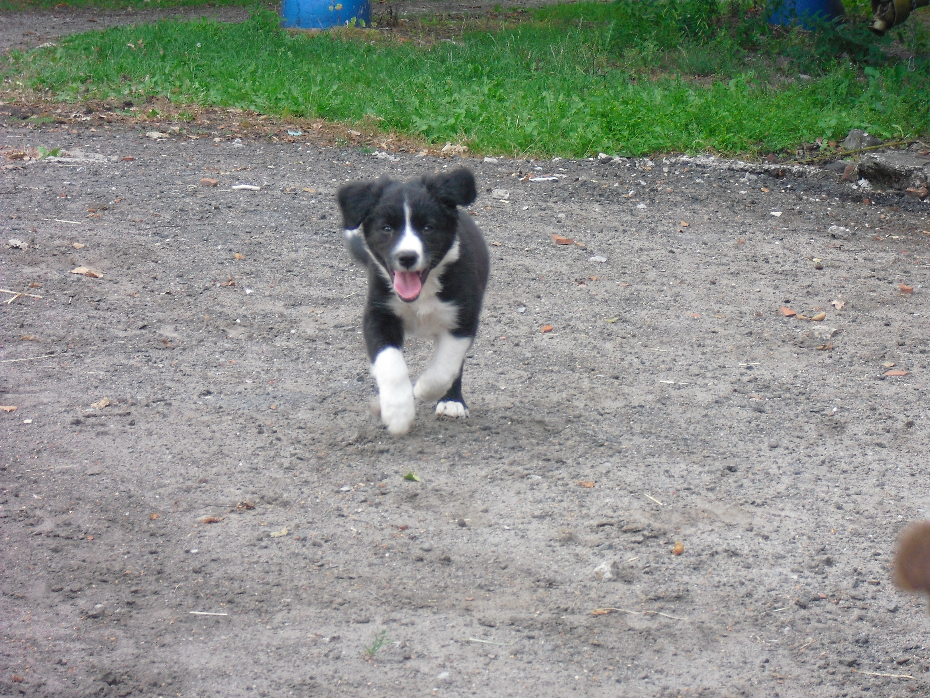 Australien Shepherd Border Collie Welpen In Ascheberg Tiere