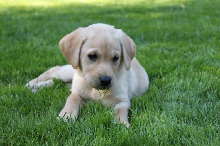 Wunderschöne Labrador Welpen In Bremerhaven | Tiere | Kleinanzeigen