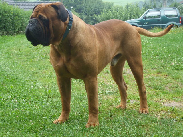 Bullmastiff Deckrude Mit Papiere In Grossmaischeid Tiere Kleinanzeigen