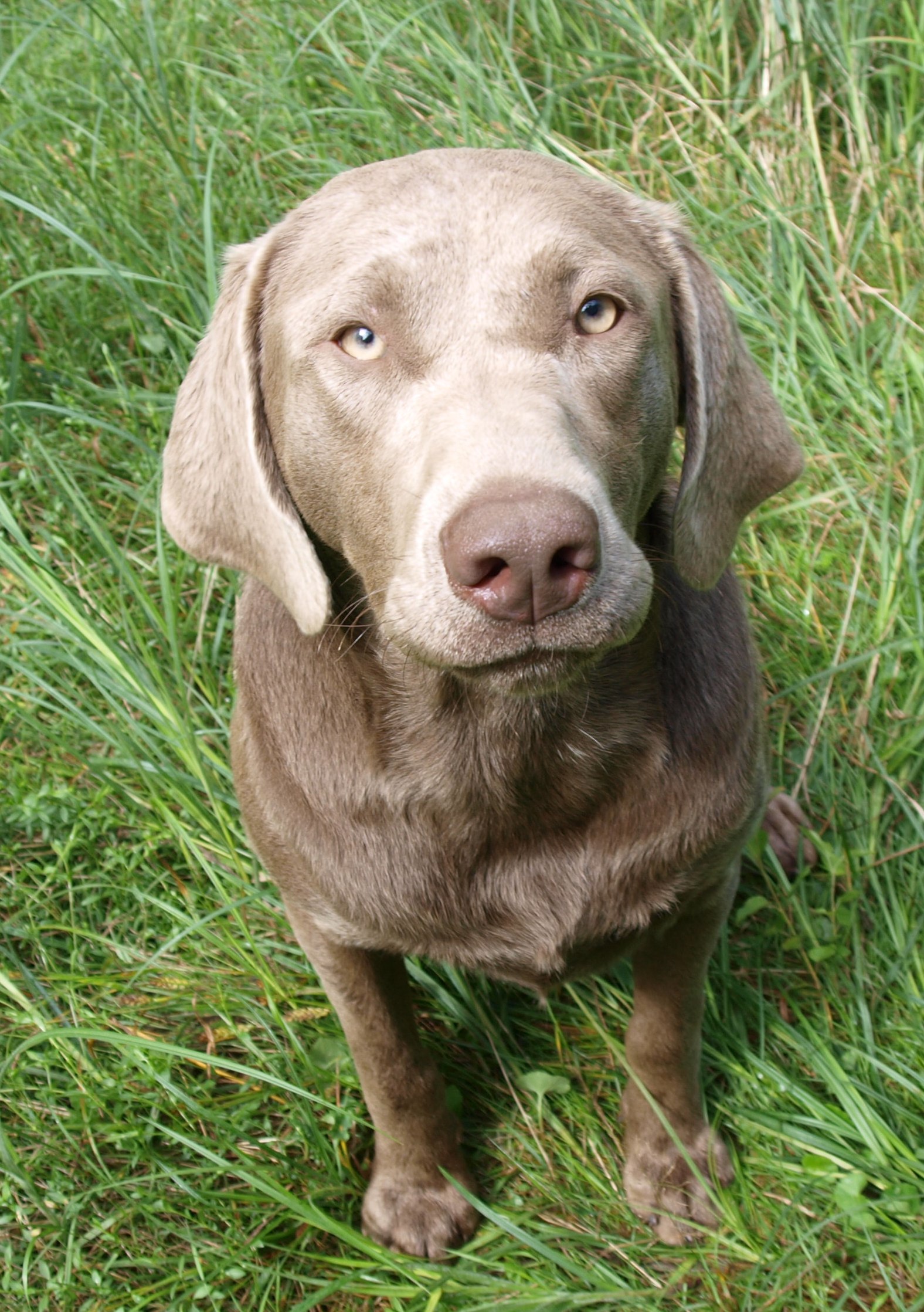 SELTENE Silberne Labrador Welpen Abzugeben In Cottbus | Tiere ...