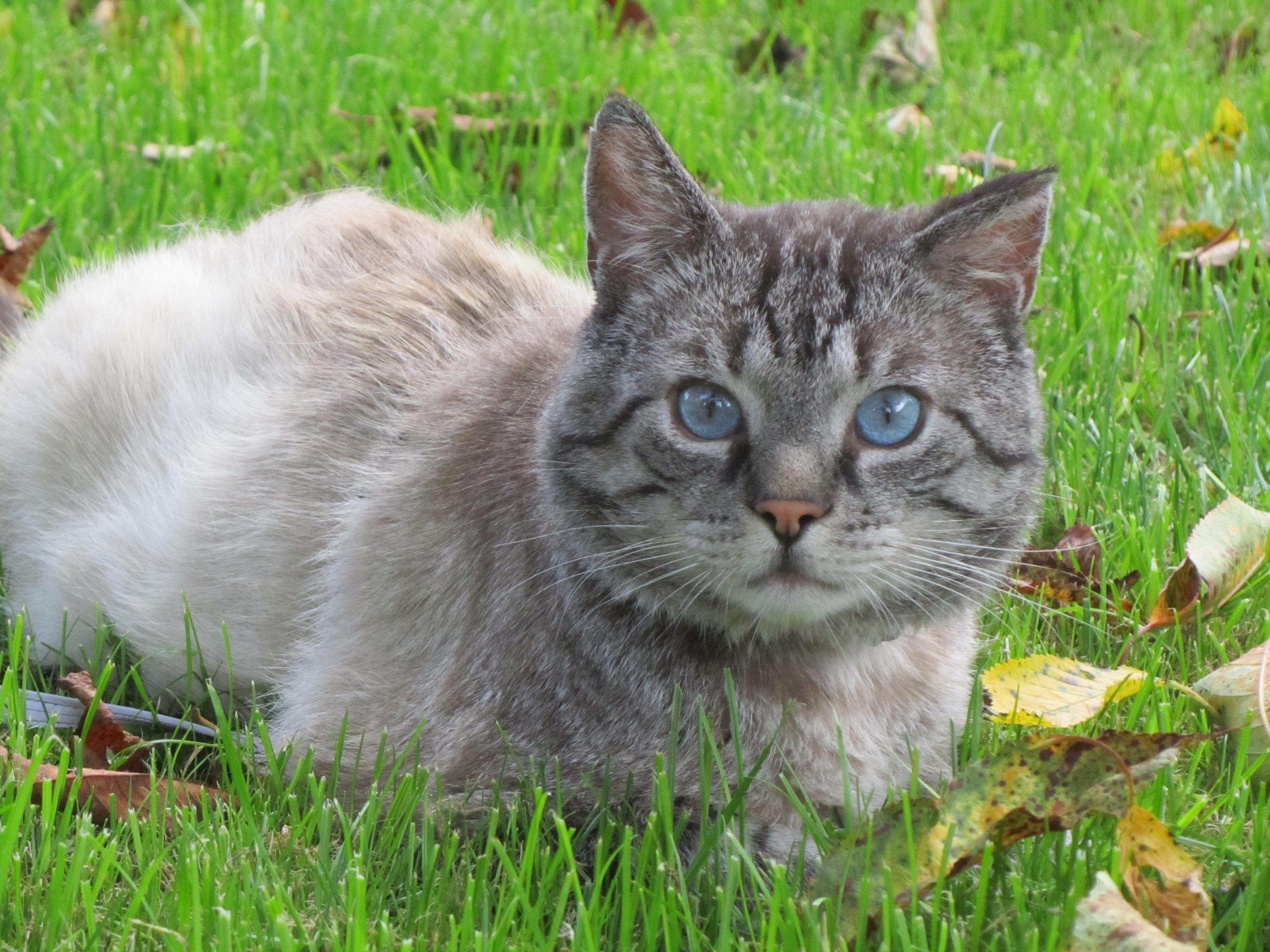 Bildergebnis für grau getigerter Kater und blauen Augen