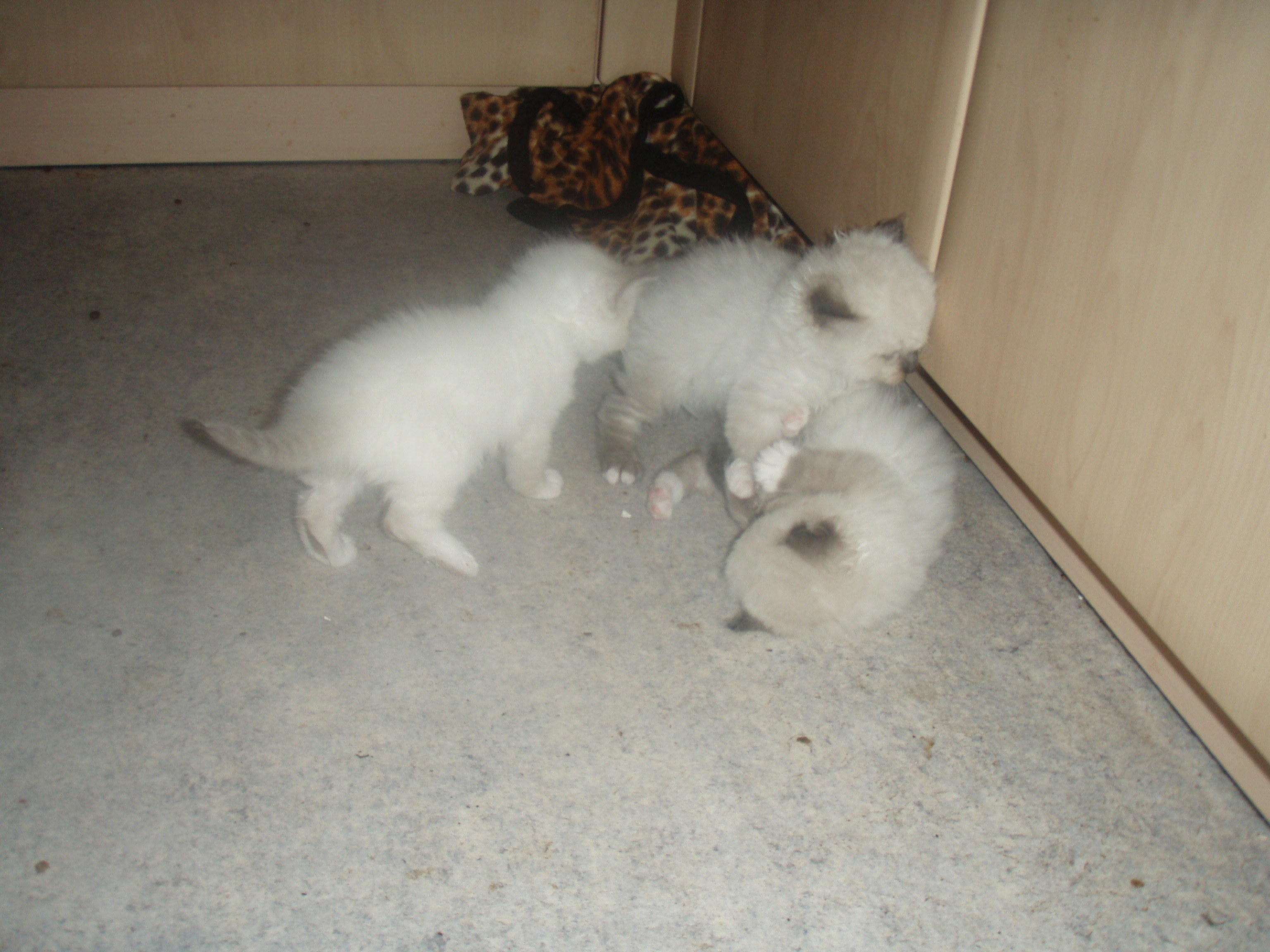 Ragdoll Birma Katzenbabys In Schweinfurt Tiere Kleinanzeigen