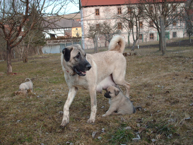 Hunde Und Welpen Kaufen In Ostrhauderfehn Niedersachsen Ebay Kleinanzeigen