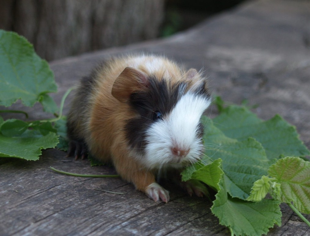 süße Meerschweinchen aus gepflegter Hobbyzucht abzugeben ...