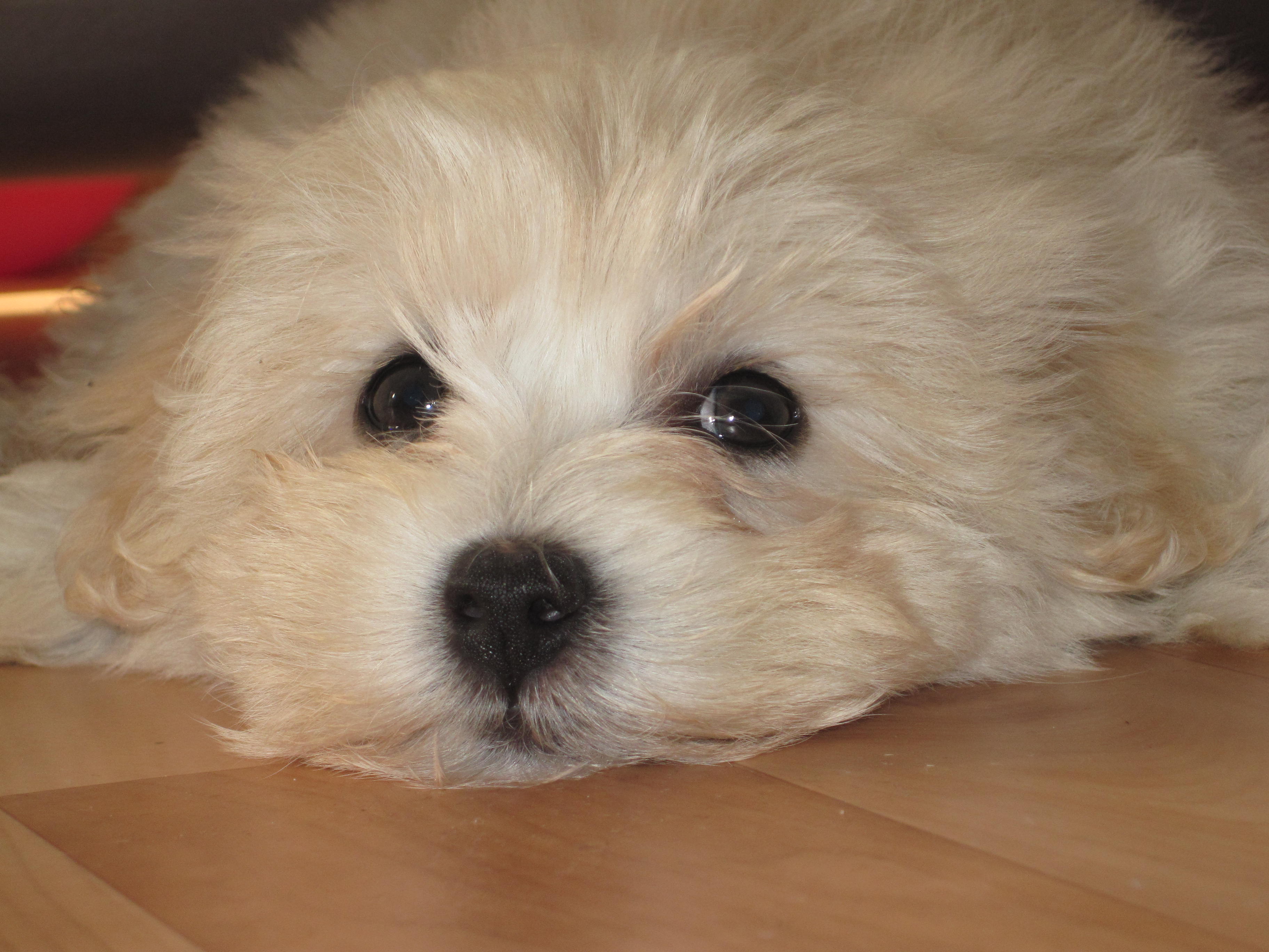 Maltipoo Welpen abzugeben in Langenselbold | Tiere | Kleinanzeigen