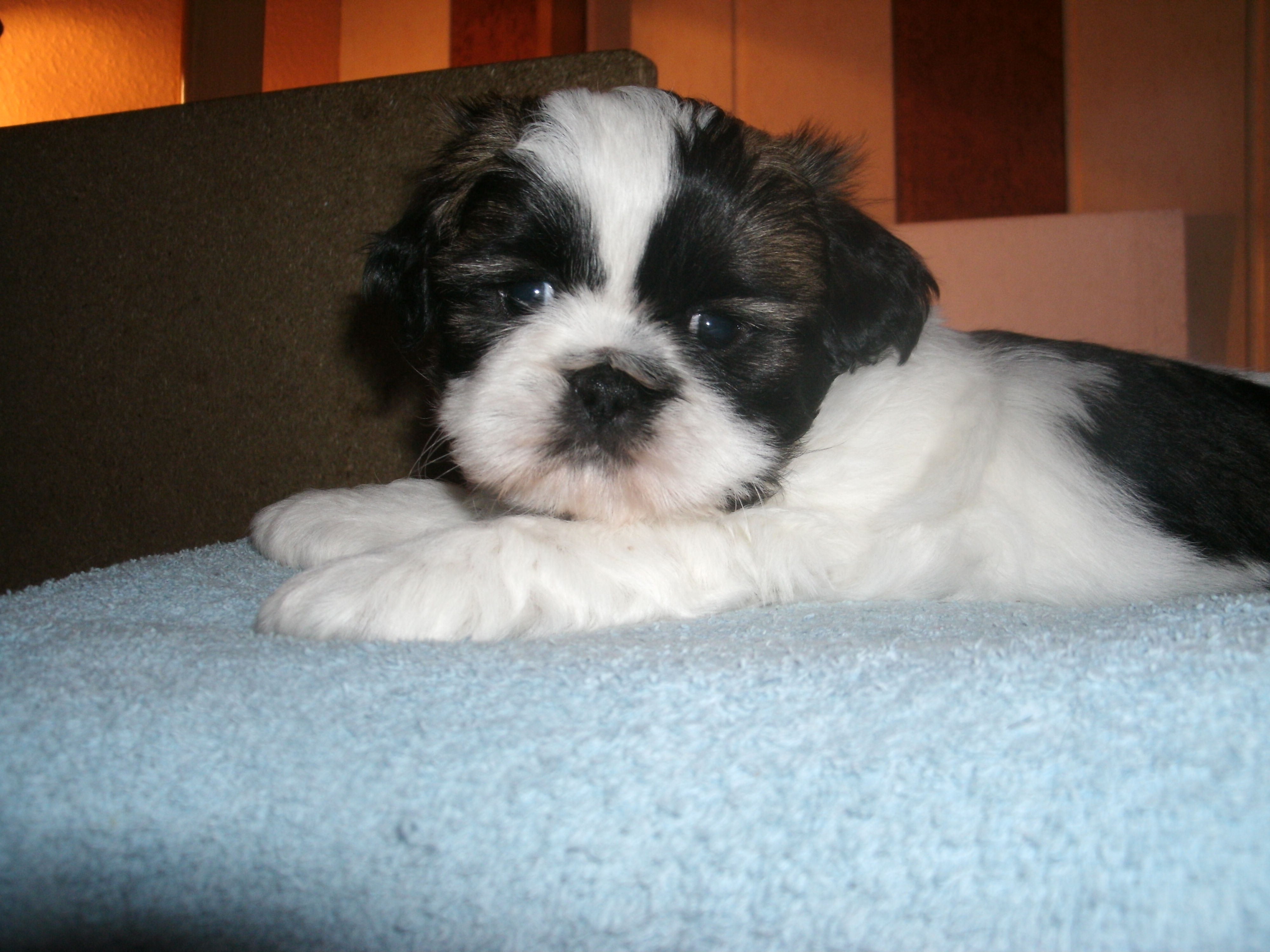 Reinrassige Shih Tzu Welpen In Frankenthal Tiere Kleinanzeigen