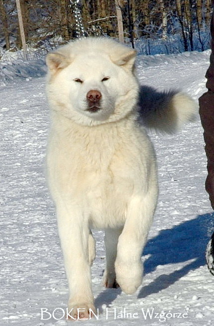 Akita Inu Japanische Akita Weiss Rude Mit Papieren In Polen Tiere Kleinanzeigen