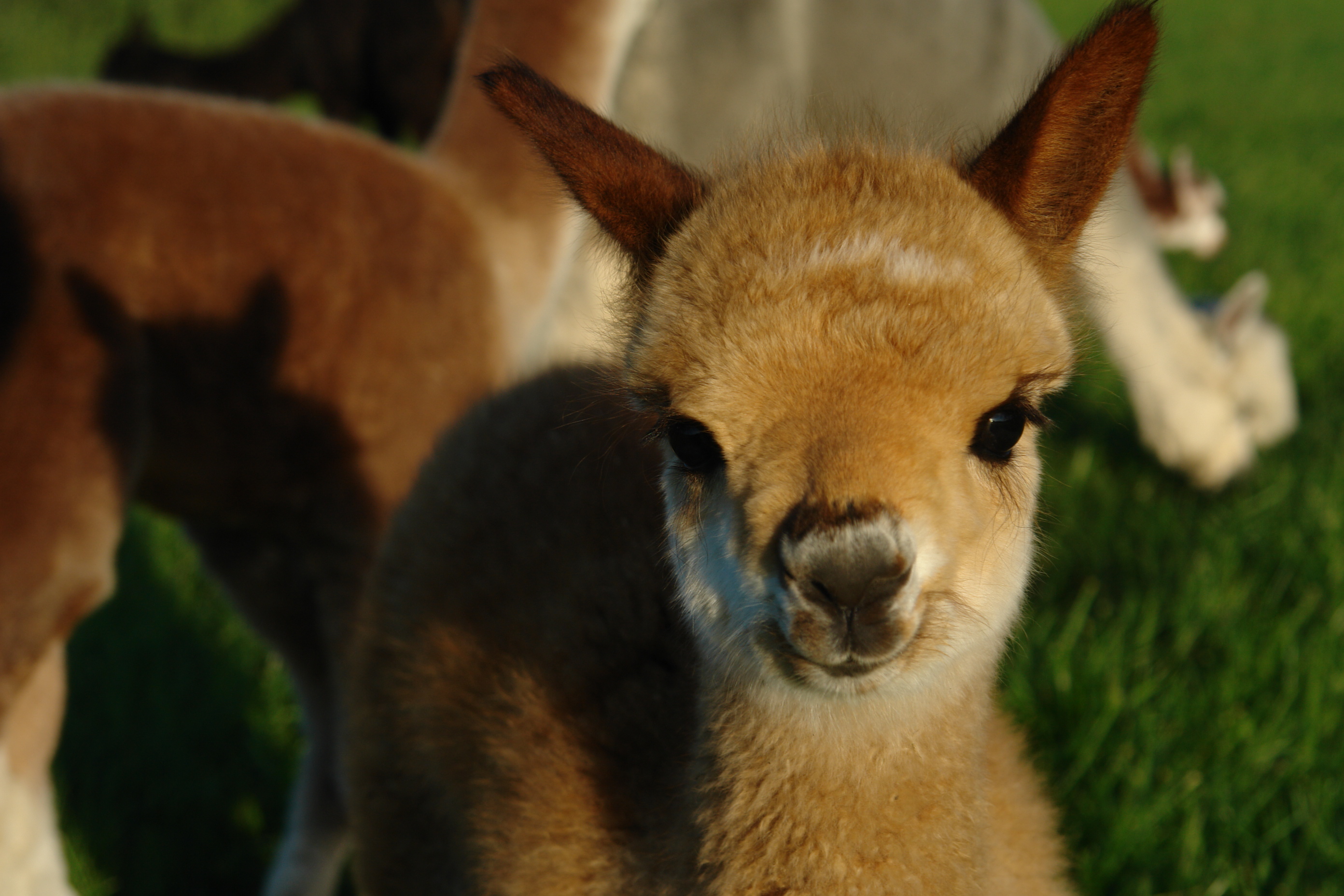 Alpakas kaufen in Nordseeheilbad Norden-Norddeich | Tiere | Kleinanzeigen